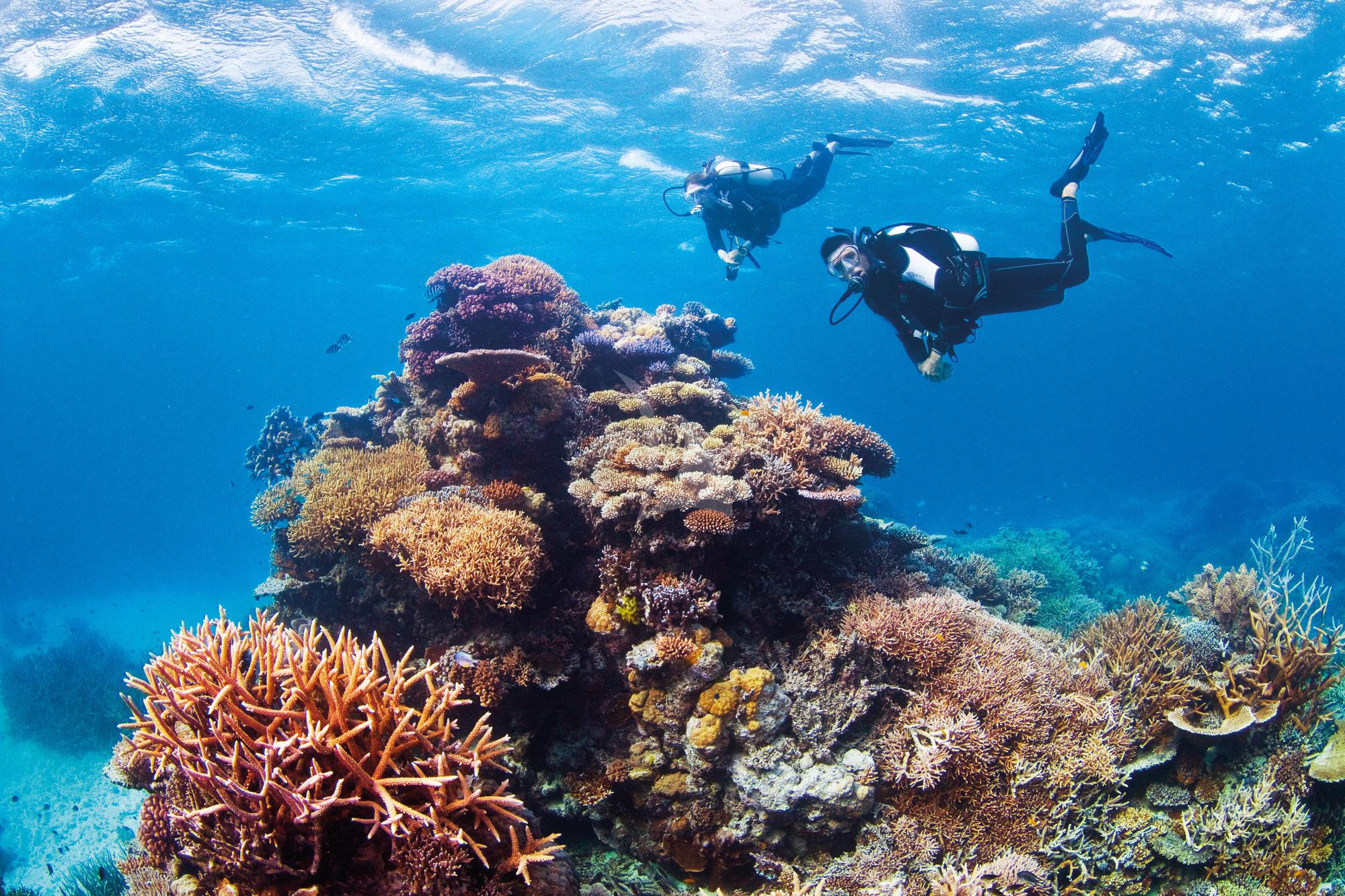 infinity-pacific-diving-the-great-barrier-reef-august-to-october_124202-GxBwmhjh.jpg