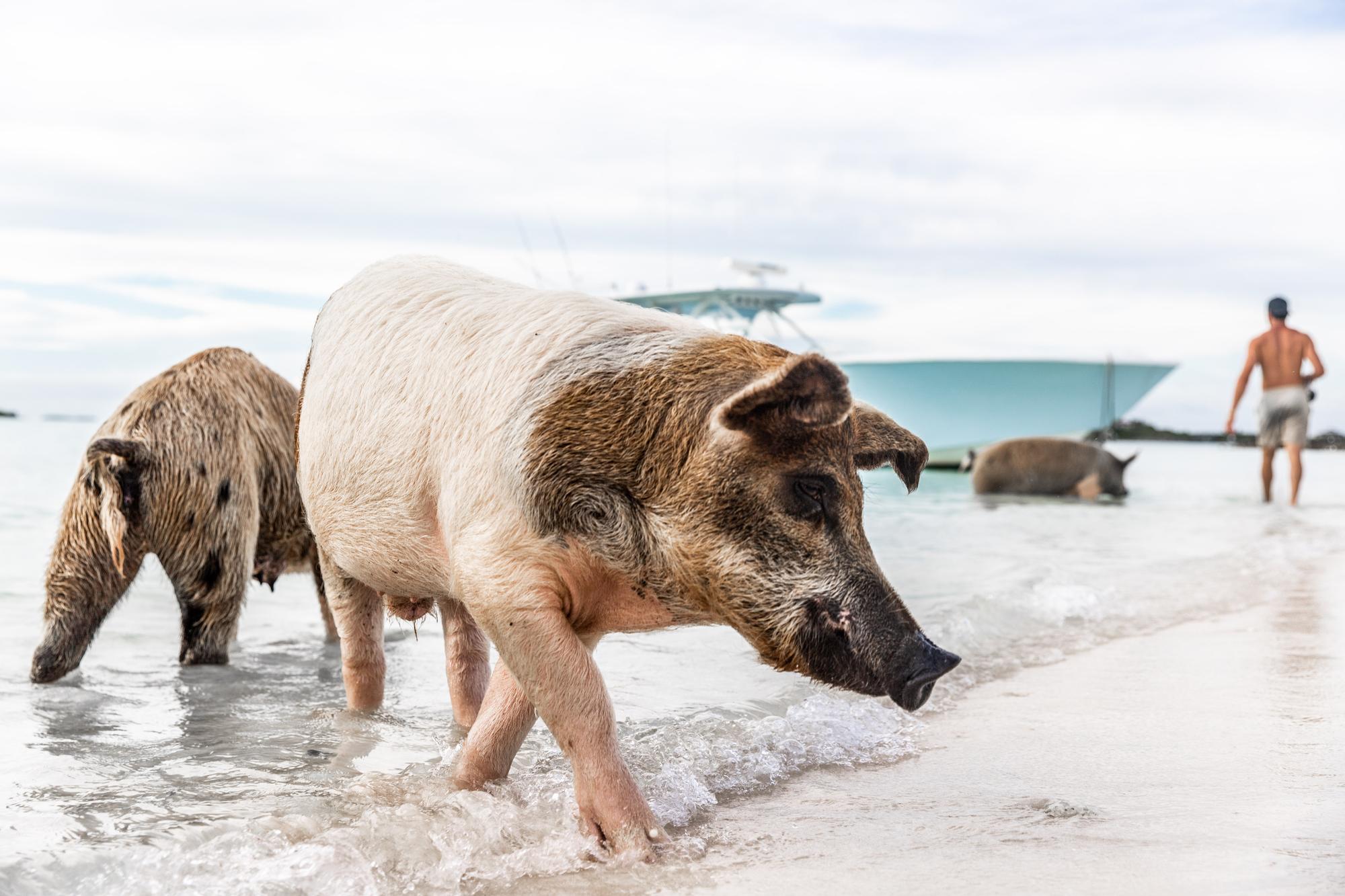 lifestyle-bahamas-grade1-pigs-swimmingbeach_fraseryachts-OSPccUQh.jpg