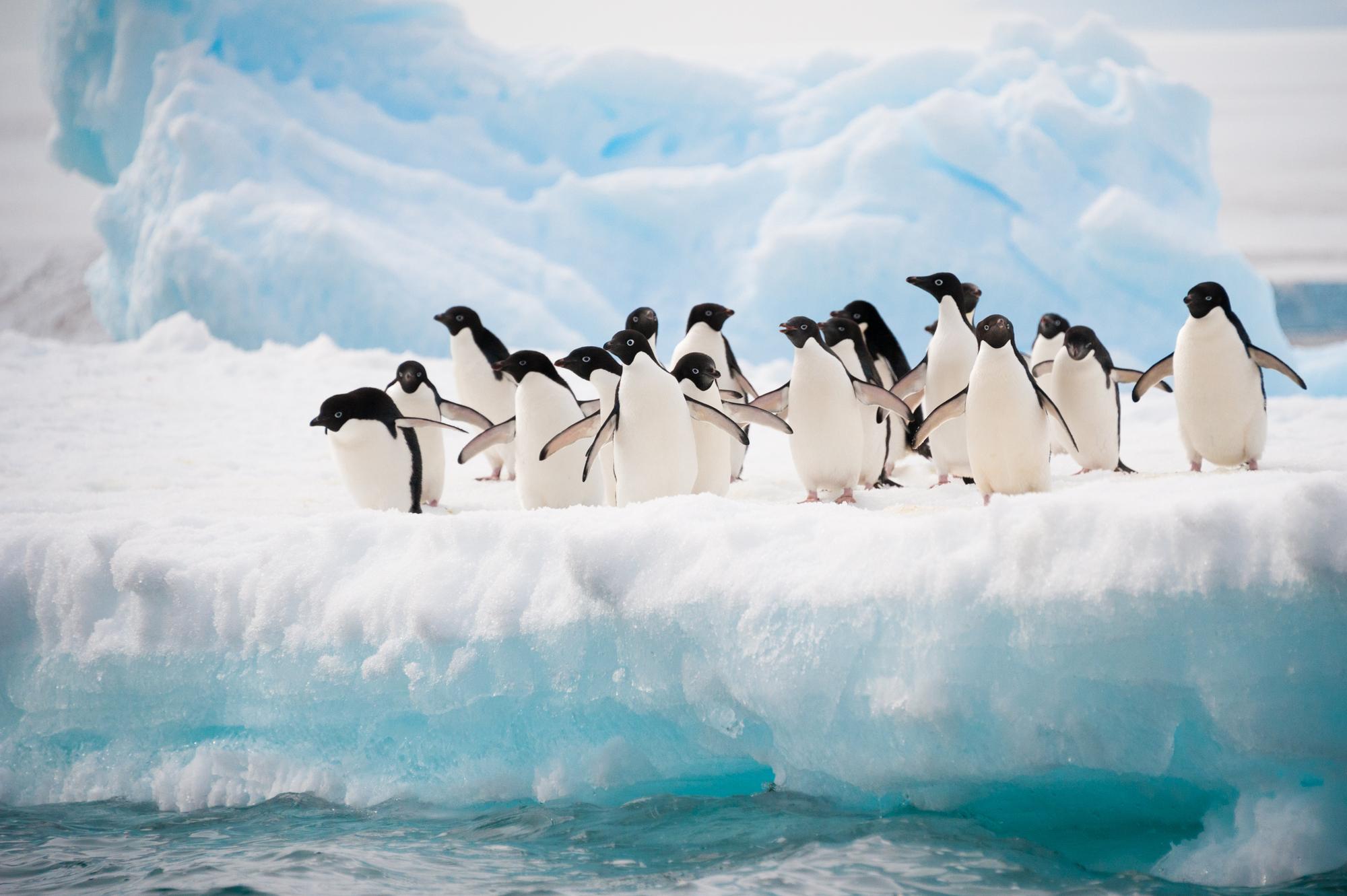 Observe the majestic penguins thriving in their cold, polar environment | Birds, cold, environment, polar, majestic | Fraser