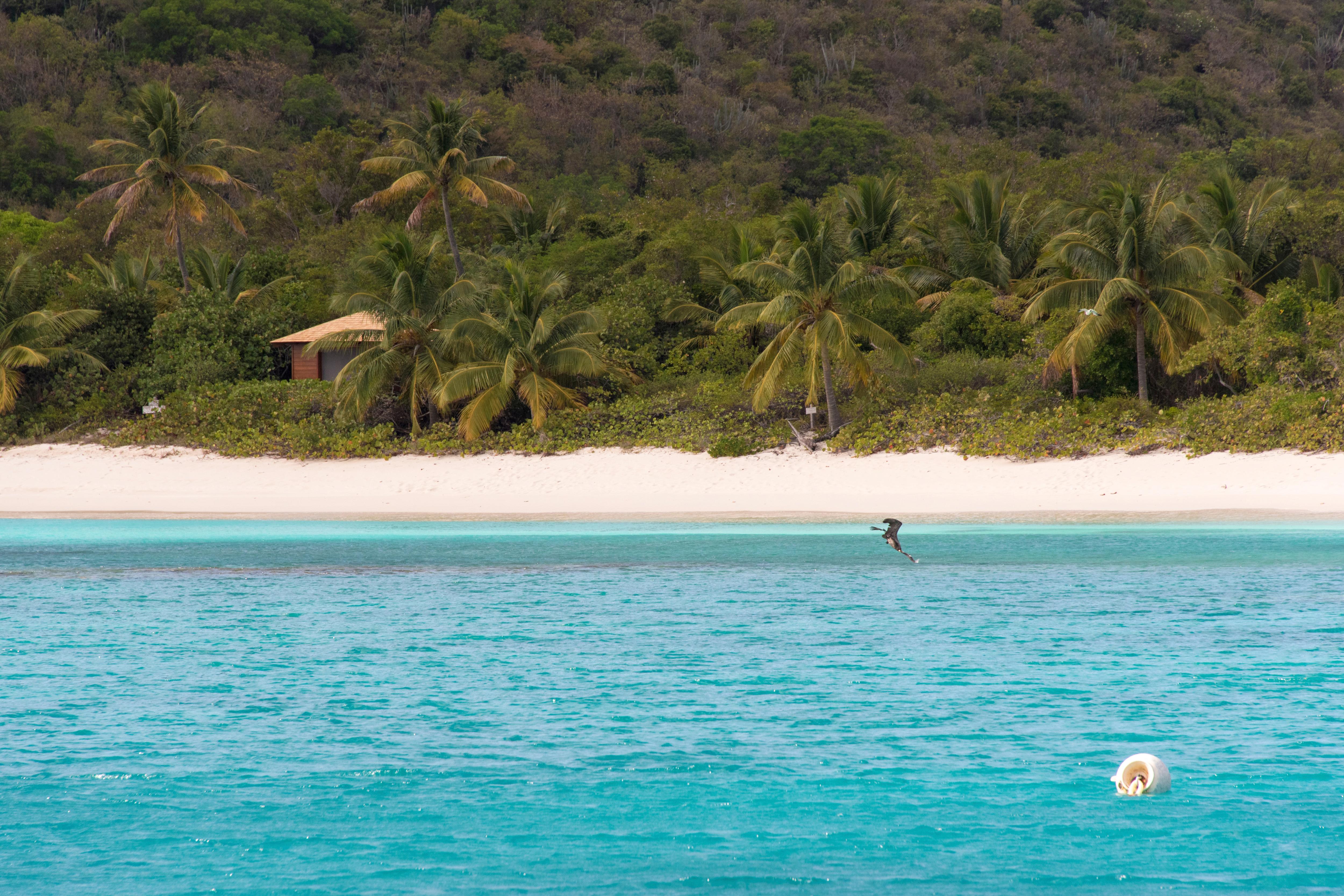 A Brown Pelican dives near the white-sand shores of Guana Island, BVI—an untouched Caribbean escape known for wildlife, clear waters, and pristine beachfront serenity | Fraser Yachts