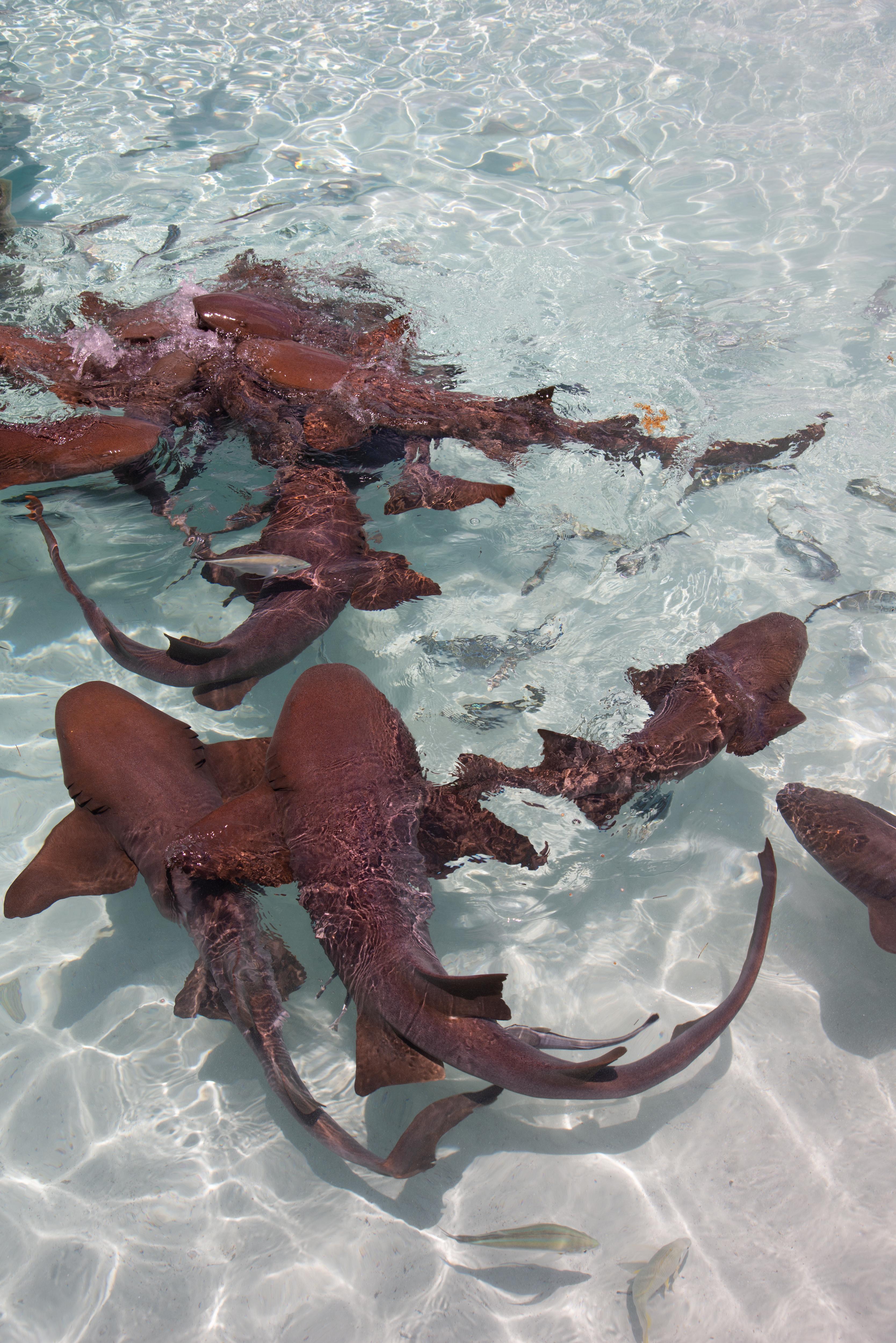 Nurse sharks swimming in the clear waters of the Bahamas—an unforgettable underwater experience for charter guests exploring marine life by snorkel or tender | Fraser Yachts