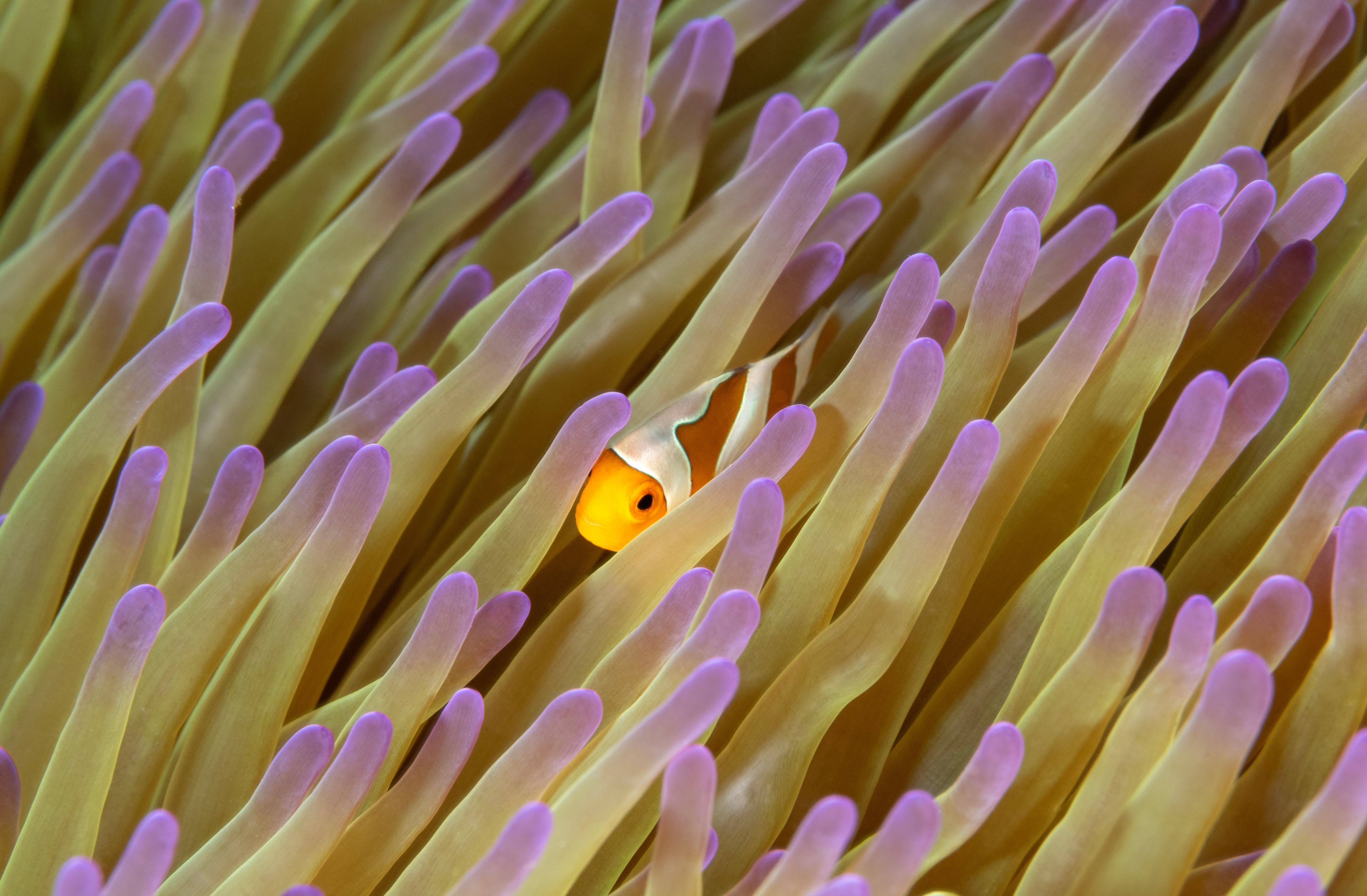 A vibrant false clown anemonefish (Amphiprion ocellaris) swimming among sea anemones in Raja Ampat, Indonesia—one of the world’s top marine biodiversity hotspots | Fraser