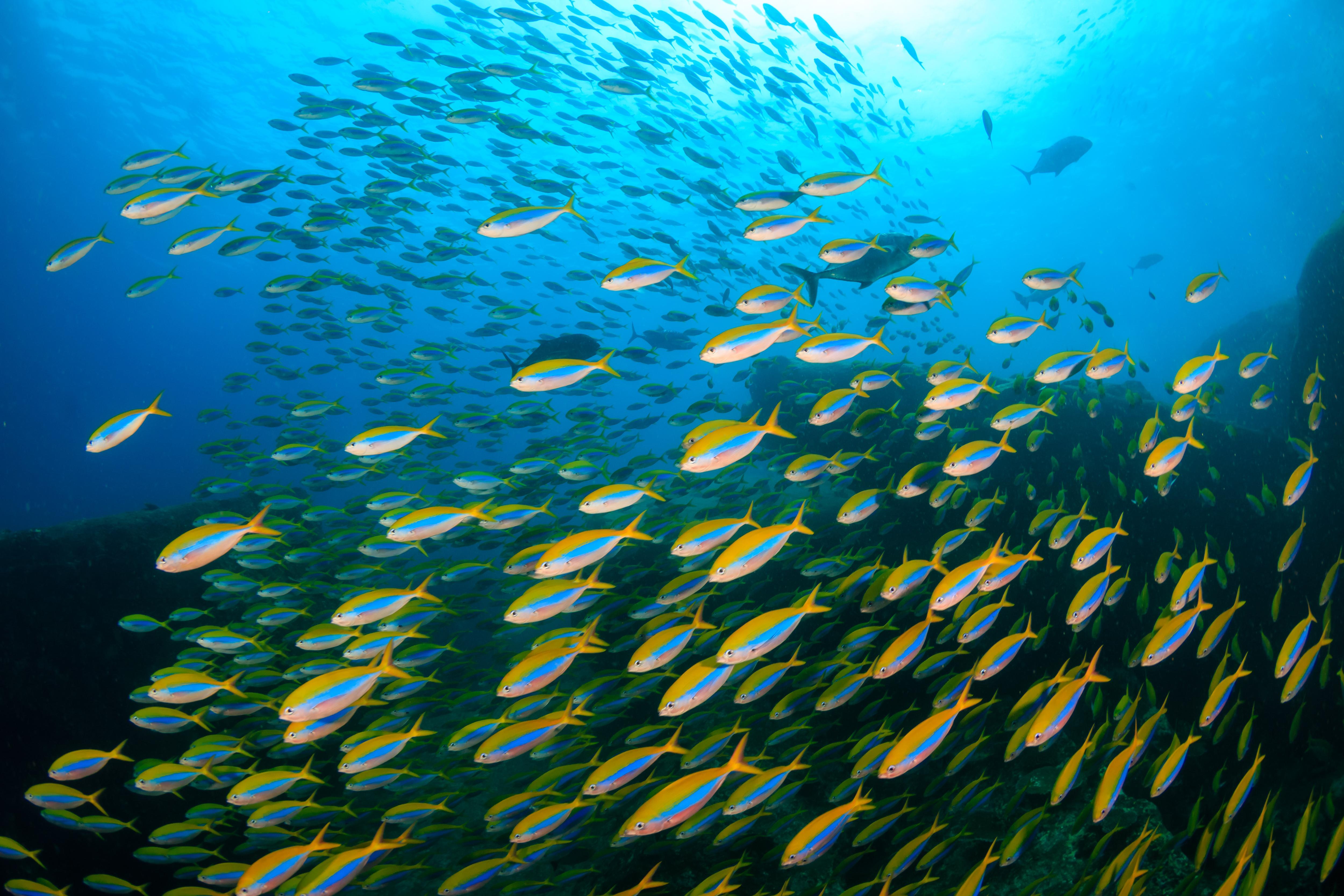 A vibrant school of Fusilier fish gliding above a coral reef in Raja Ampat, Indonesia—an iconic underwater scene for divers exploring the world’s richest marine ecosystems | Fraser