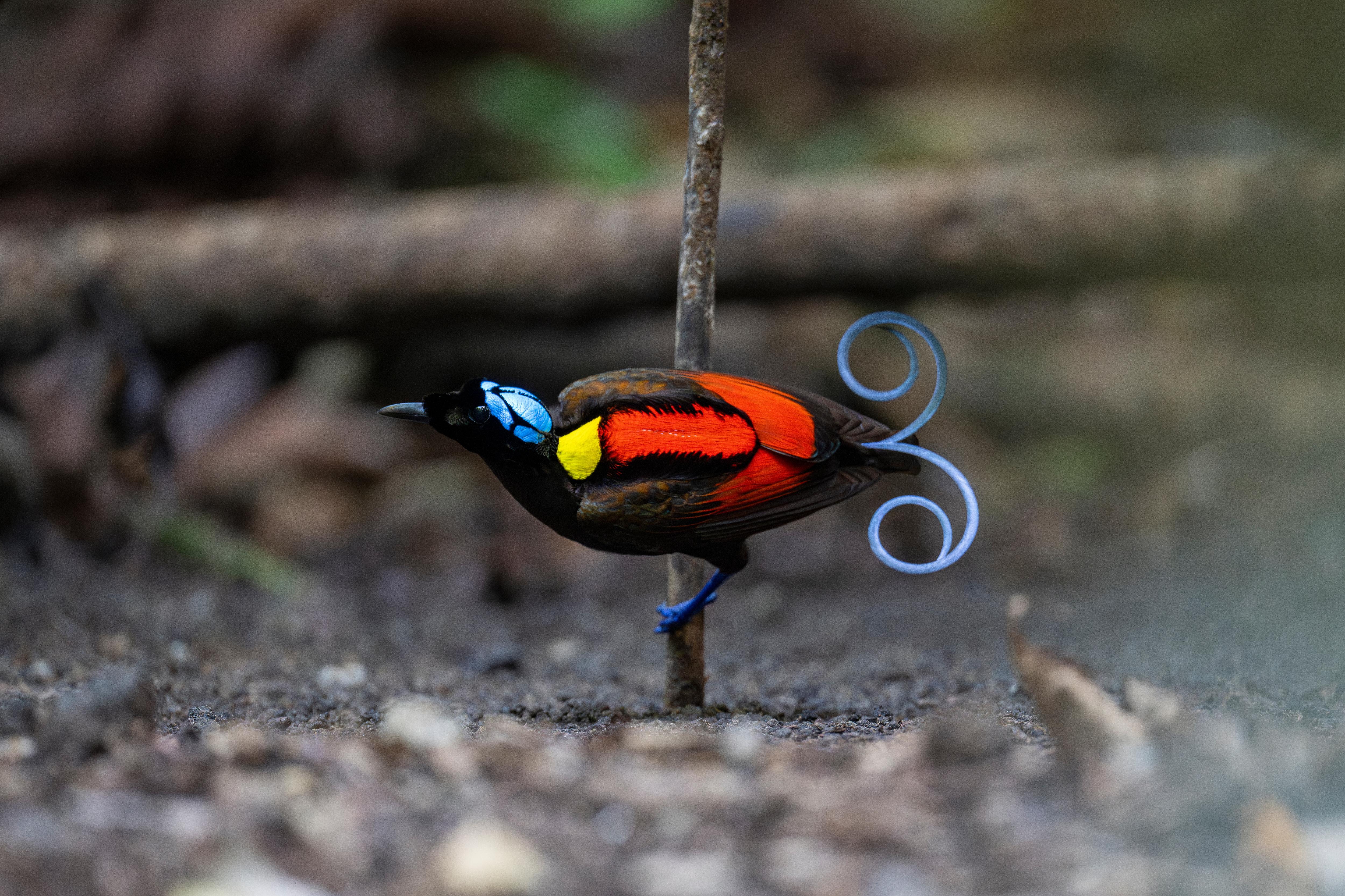 The vibrant Wilson’s bird-of-paradise displays its dazzling plumage in Raja Ampat, Indonesia—an elusive rainforest treasure for birdwatchers and nature photographers | Fraser