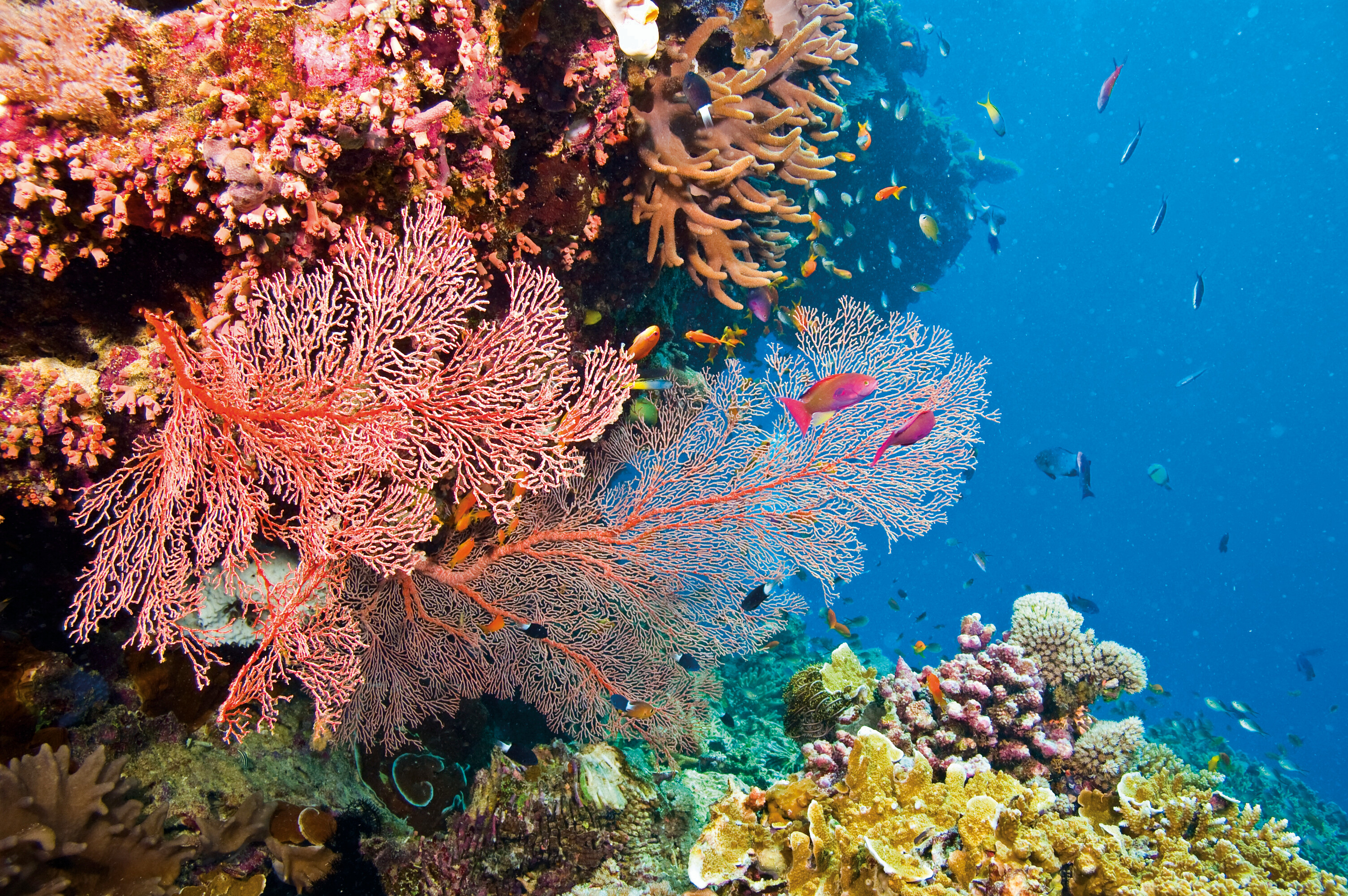 Australia_Whitsundays_CoralReef_iStock_000008161979_HR-ggJY8W1z.jpg