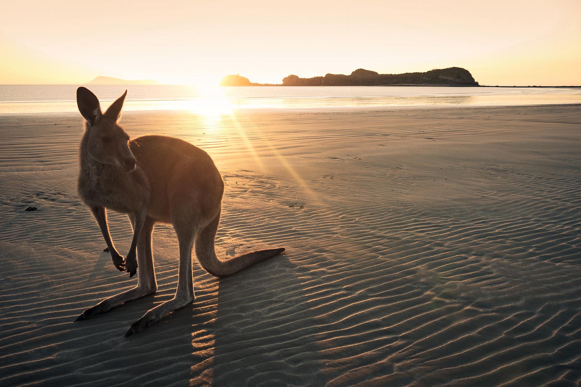 Experience the natural beauty of Cape Hillsborough National Park in Australia, where wallabies roam freely, with Fraser Yachts. | Australasia, Australia, Cape Hillsborough National Park, wallaby, yacht charter | Fraser