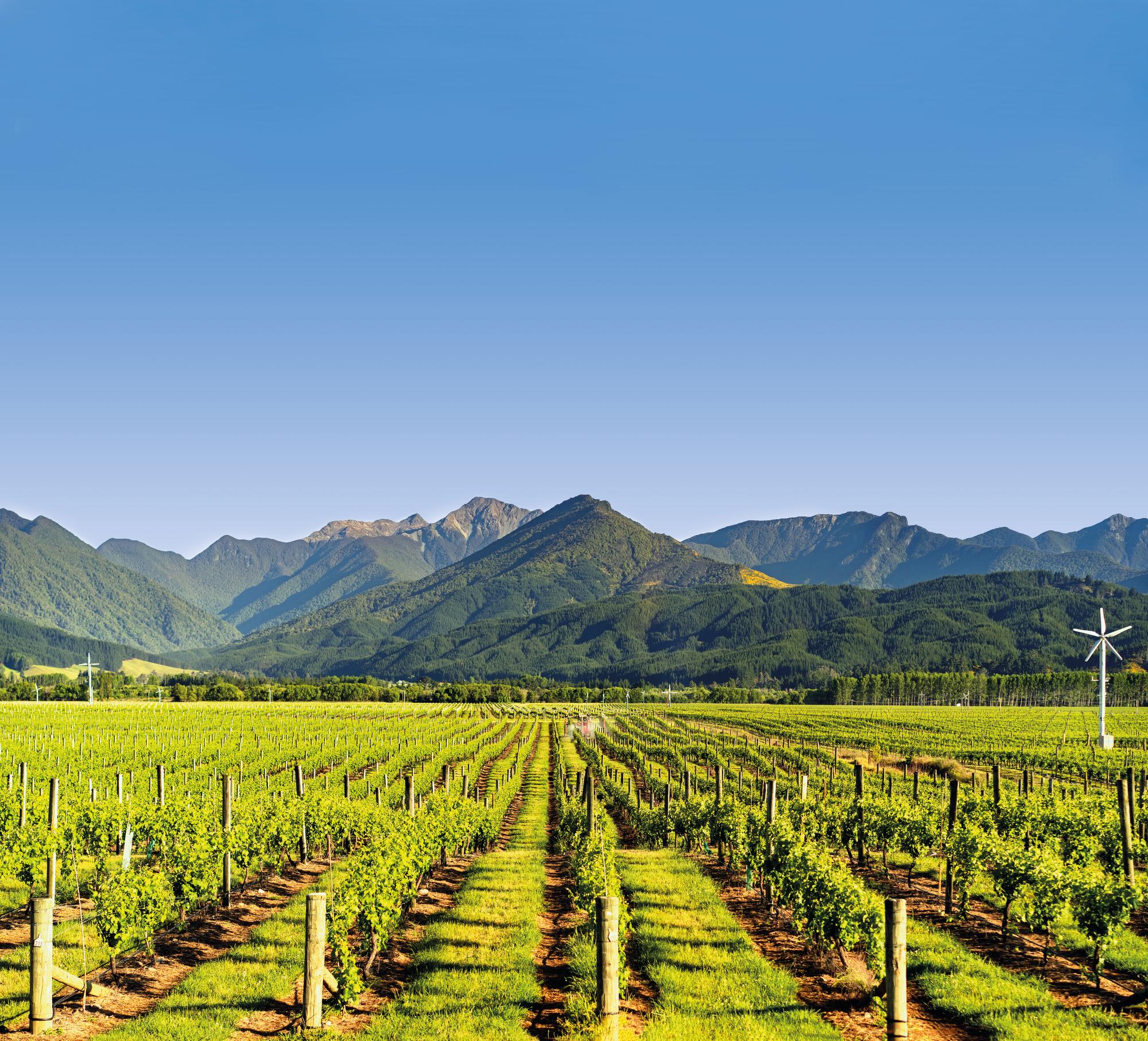 Experience the picturesque vineyards of New Zealand's Australasia region with Fraser Yachts. | Australasia, New Zealand, vineyard, yacht charter | Fraser