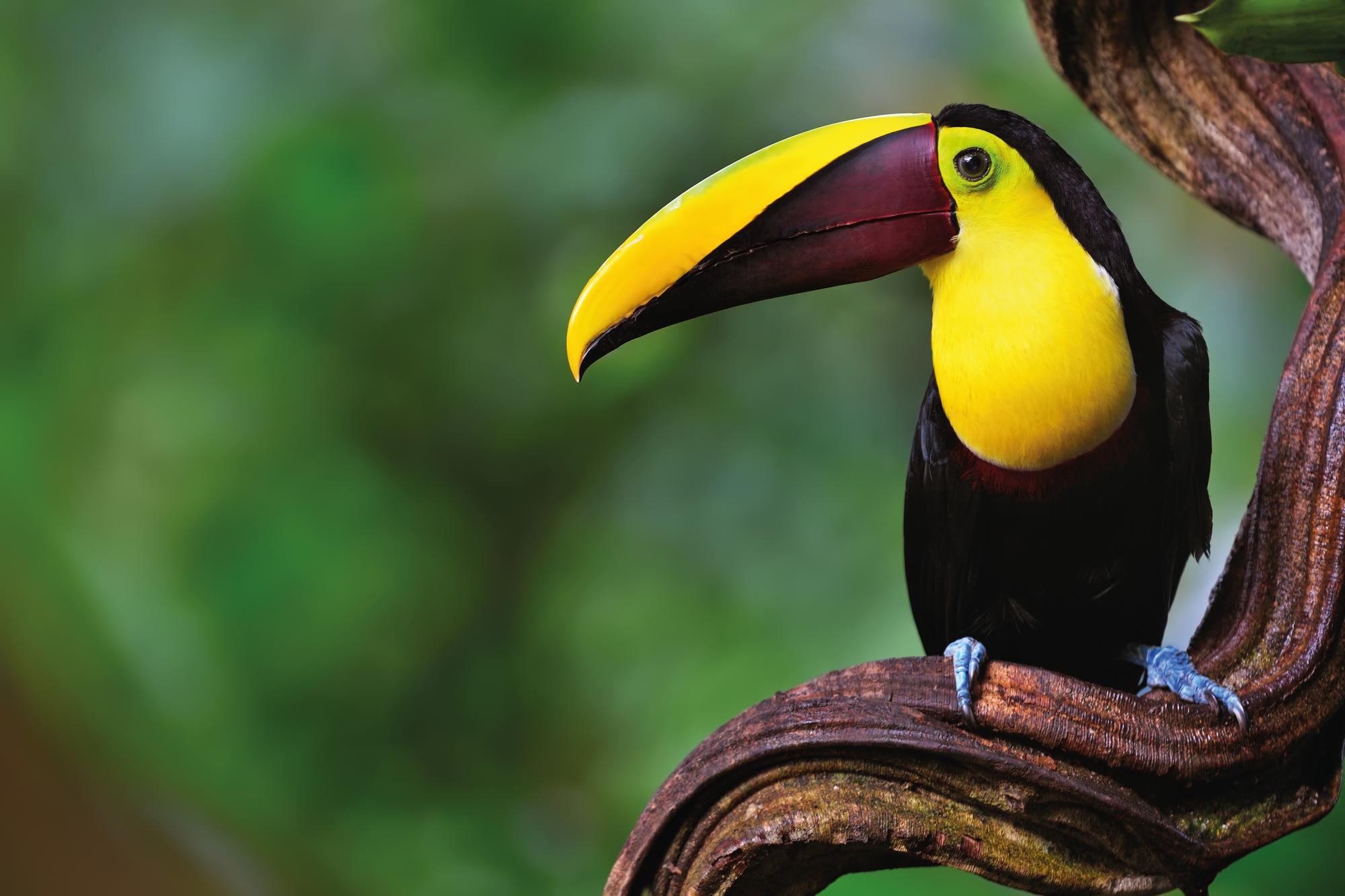 Embark on a journey to the heart of Costa Rica's natural wonders with Fraser Yachts. Witness the vibrant beauty of hummingbirds in their lush tropical habitat. I central america, costa rica, hummingbirds, tropical forest I Fraser yachts 