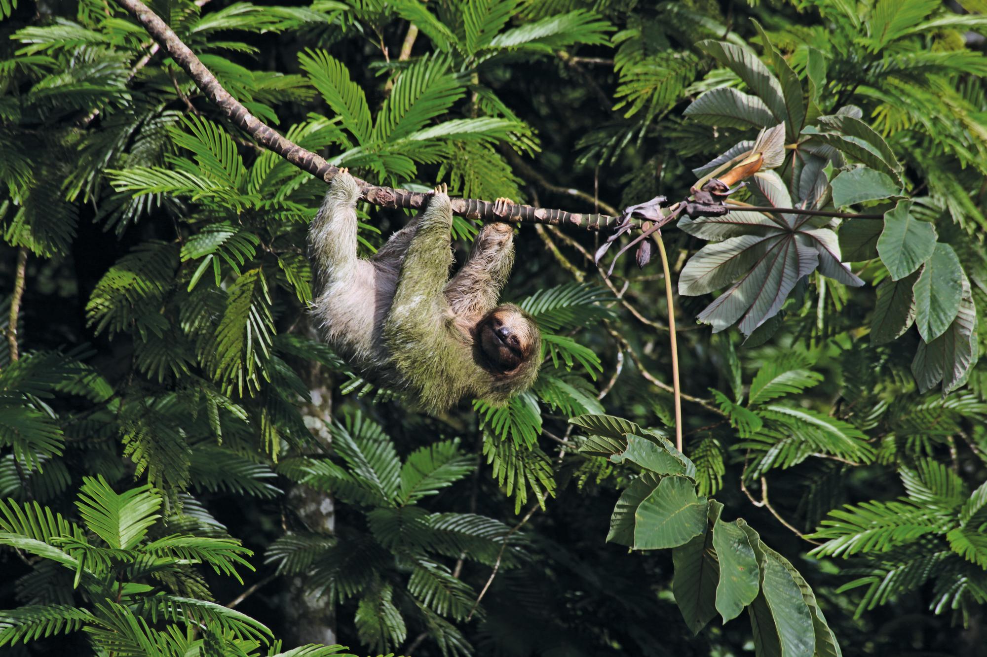 Luxurious yachts sailing near the lush forests of Costa Rica, with monkeys in the trees. I destination Caribbean, Central America, Costa Rica, forest, monkeys, yachts I Fraser