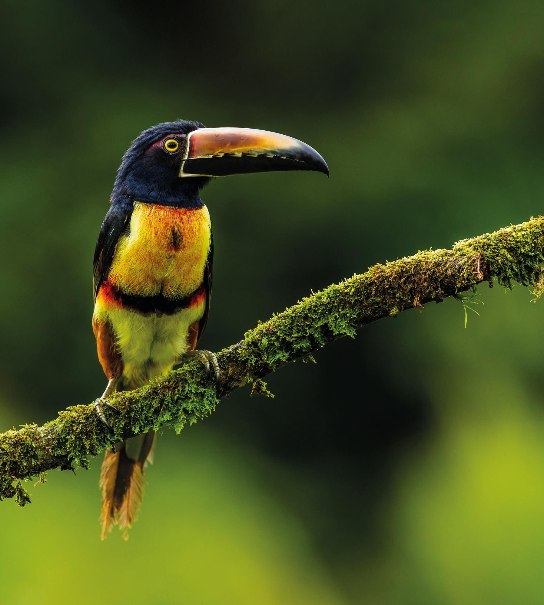Experience the awe-inspiring wildlife and natural wonders of Costa Rica with Fraser Yachts. Encounter the captivating beauty of macaws in their tropical haven. Begin your adventure with Fraser.I central america, costa rica, machaceI Fraser