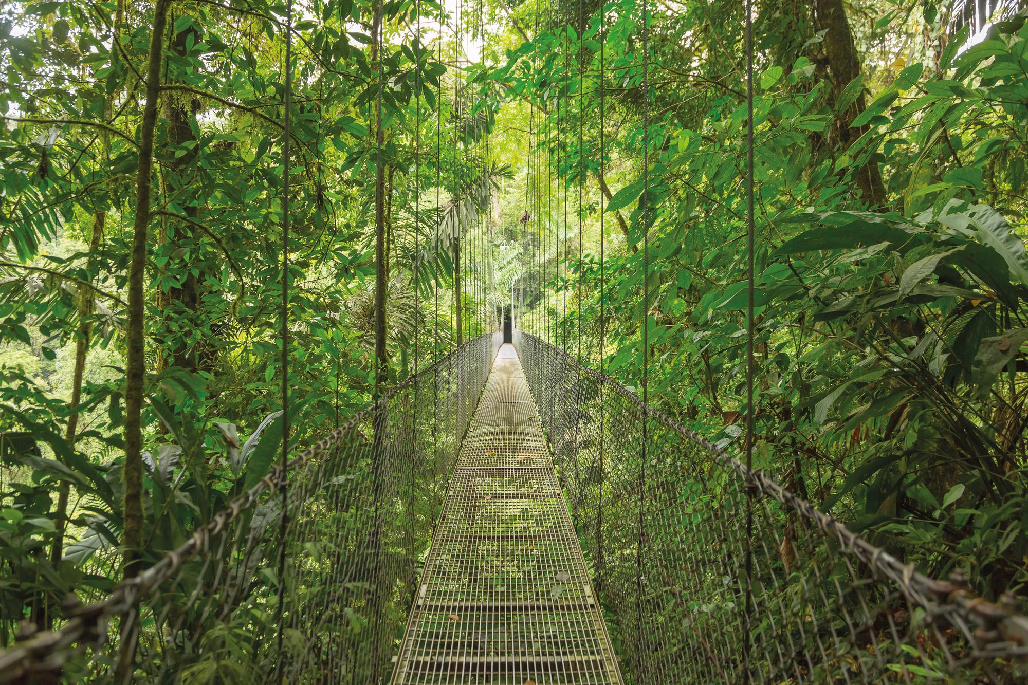 Explore Monteverde Cloud Forest and Hanging Bridges in Costa Rica's Central America with Fraser Yachts. | Central America, Costa Rica, Monteverde Cloud Forest, Hanging Bridges, yacht charter | Fraser