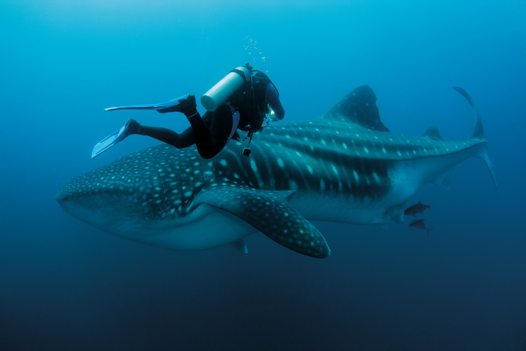 Experience thrilling diving adventures with whale sightings in Cabo, Caribbean, Central America, with Fraser Yachts. | Caribbean, Central America, Cabo, diving, whales, yacht charter | Fraser