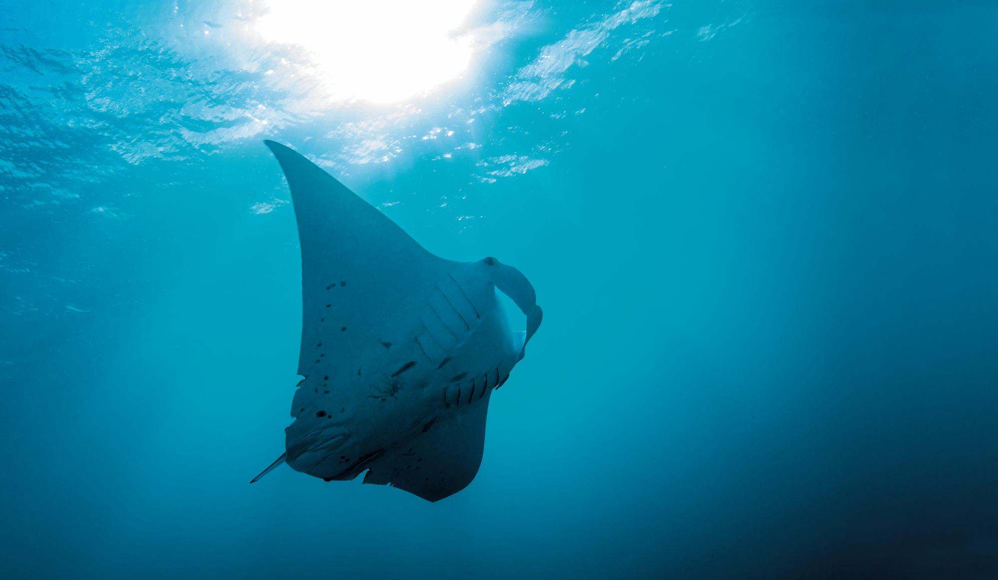 Explore the vibrant underwater ecosystem and scuba dive with manta rays in the Maldives | Indian Ocean, Maldives, manta ray, underwater, scuba diving | Fraser