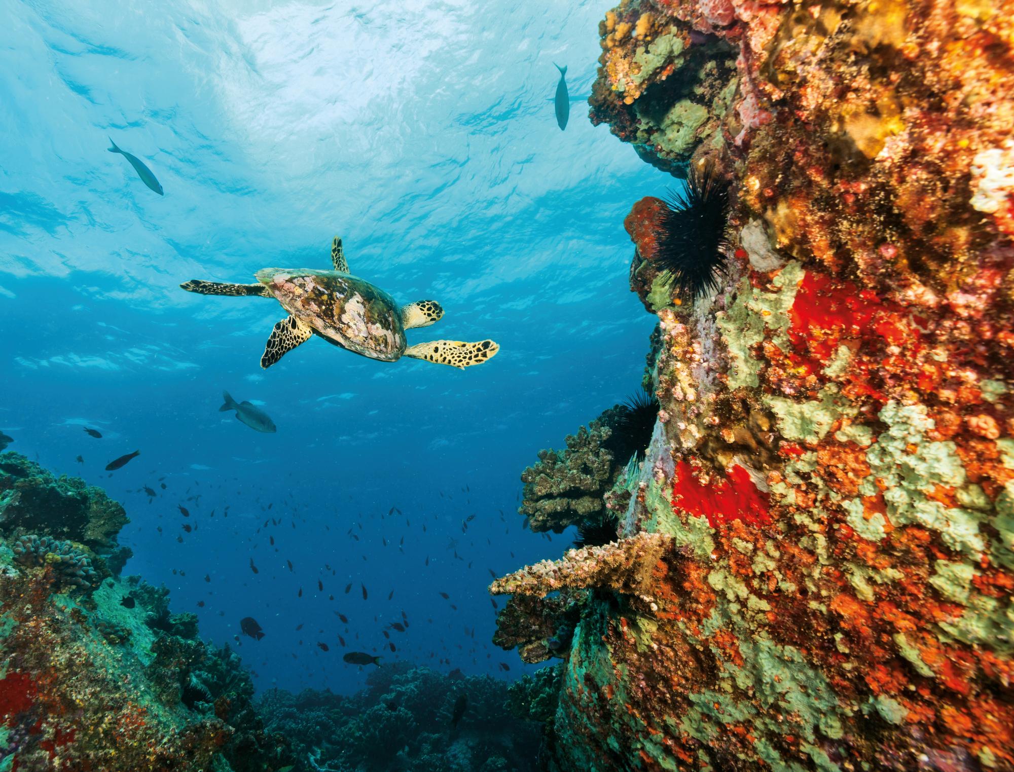 Delve into the vibrant underwater ecosystem of Seychelles, teeming with coral, turtles, and colorful fishes | Indian Ocean, Seychelles, coral, turtle, fishes, ecosystem | Fraser