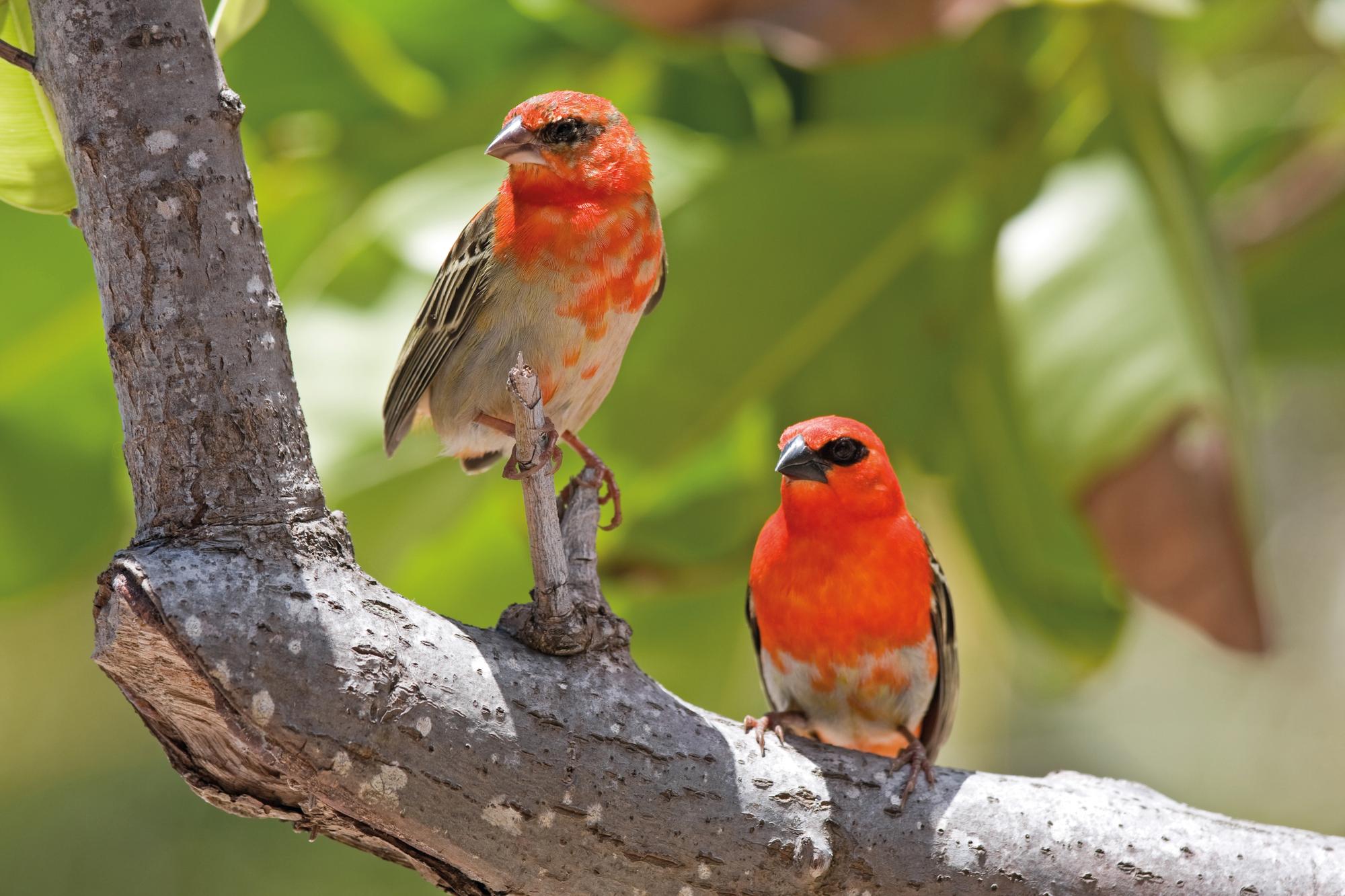 Encounter the beauty of Seychelles' endangered red birds amidst its natural splendor | Indian Ocean, Seychelles, birds, endangered species, nature | Fraser