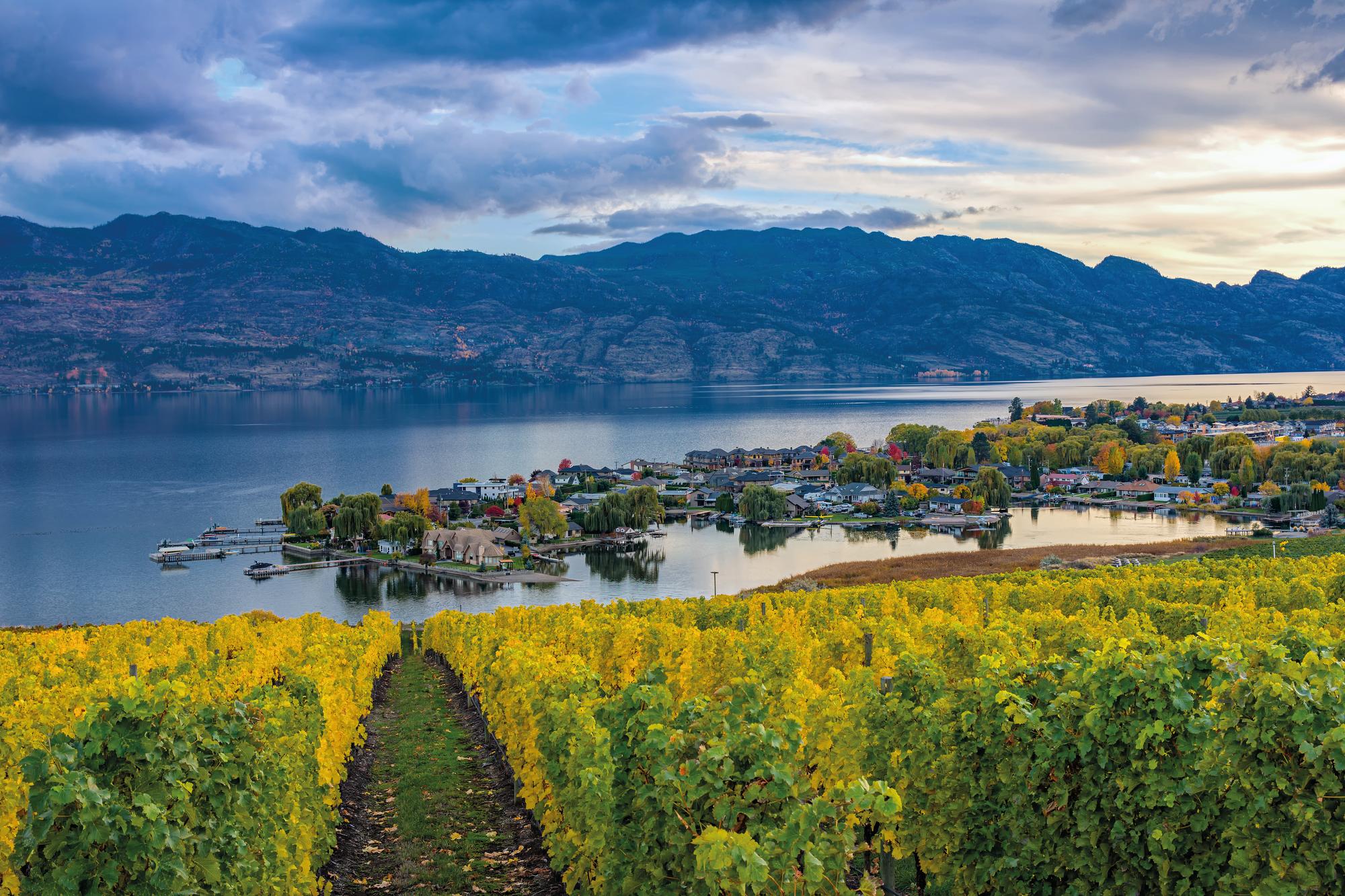 Okanagan Lake, Kelowna: Where lush vineyards meet pristine waters, embodying the essence of Canada's winery and agricultural charm. | Okanagan Lake, Kelowna, British Columbia, Canada, grapes, winery, agriculture | FRASER