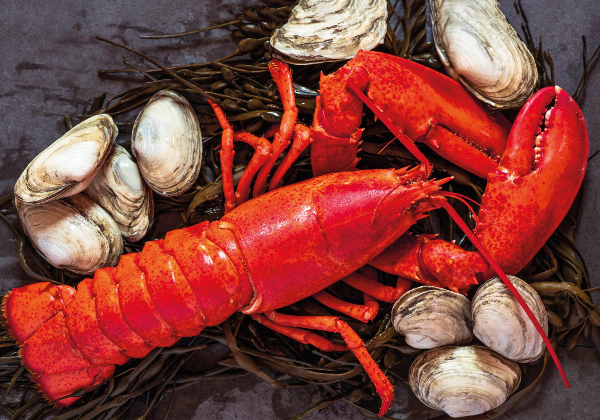 New England's Culinary Delight: Savory lobster and fresh clams await, a delectable treat for every palate. | New England, lobster, clams, North America | FRASER