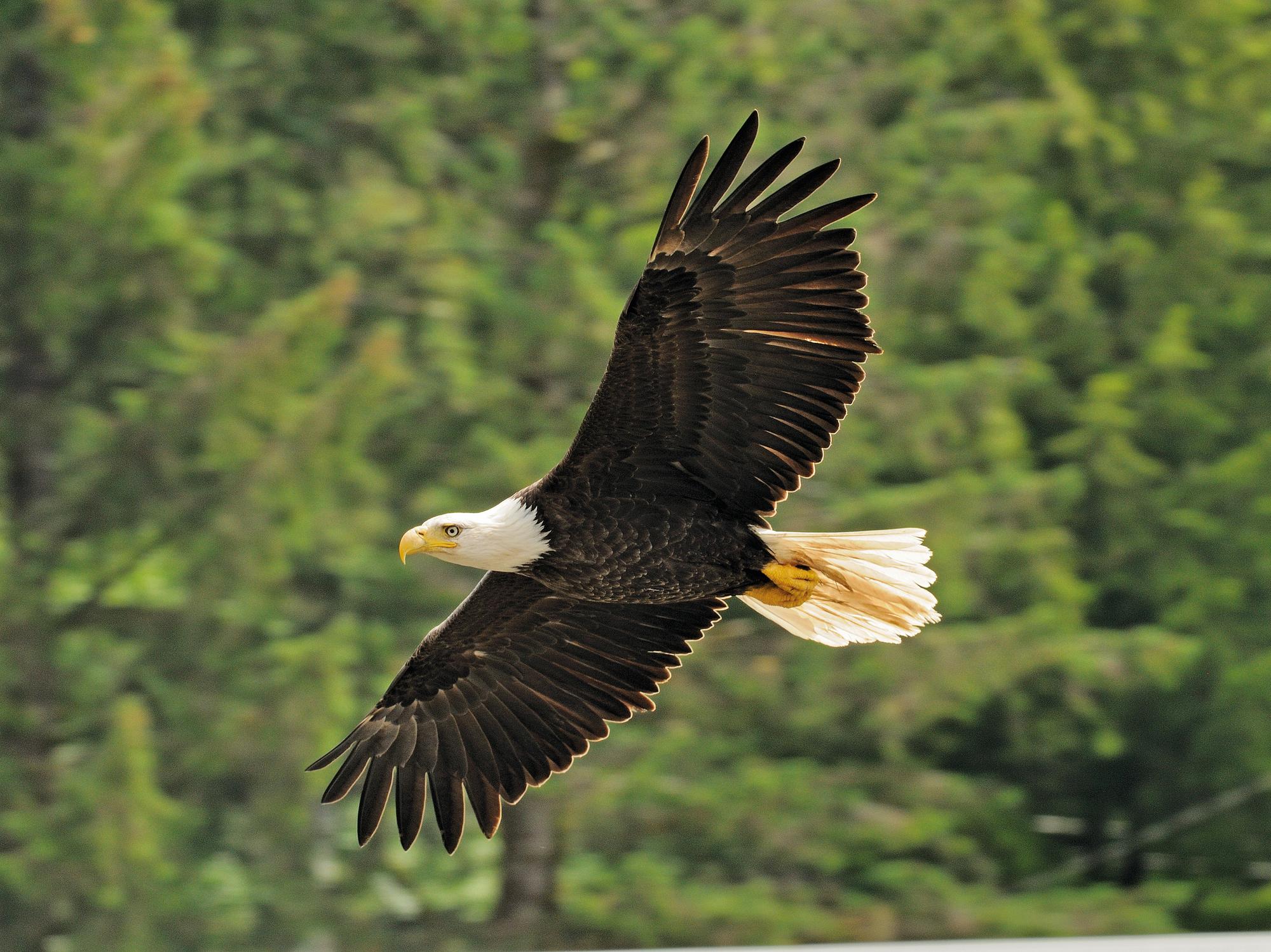 Observe the majestic eagles in their natural habitat in Alaska | North America, Alaska, eagle | FRASER