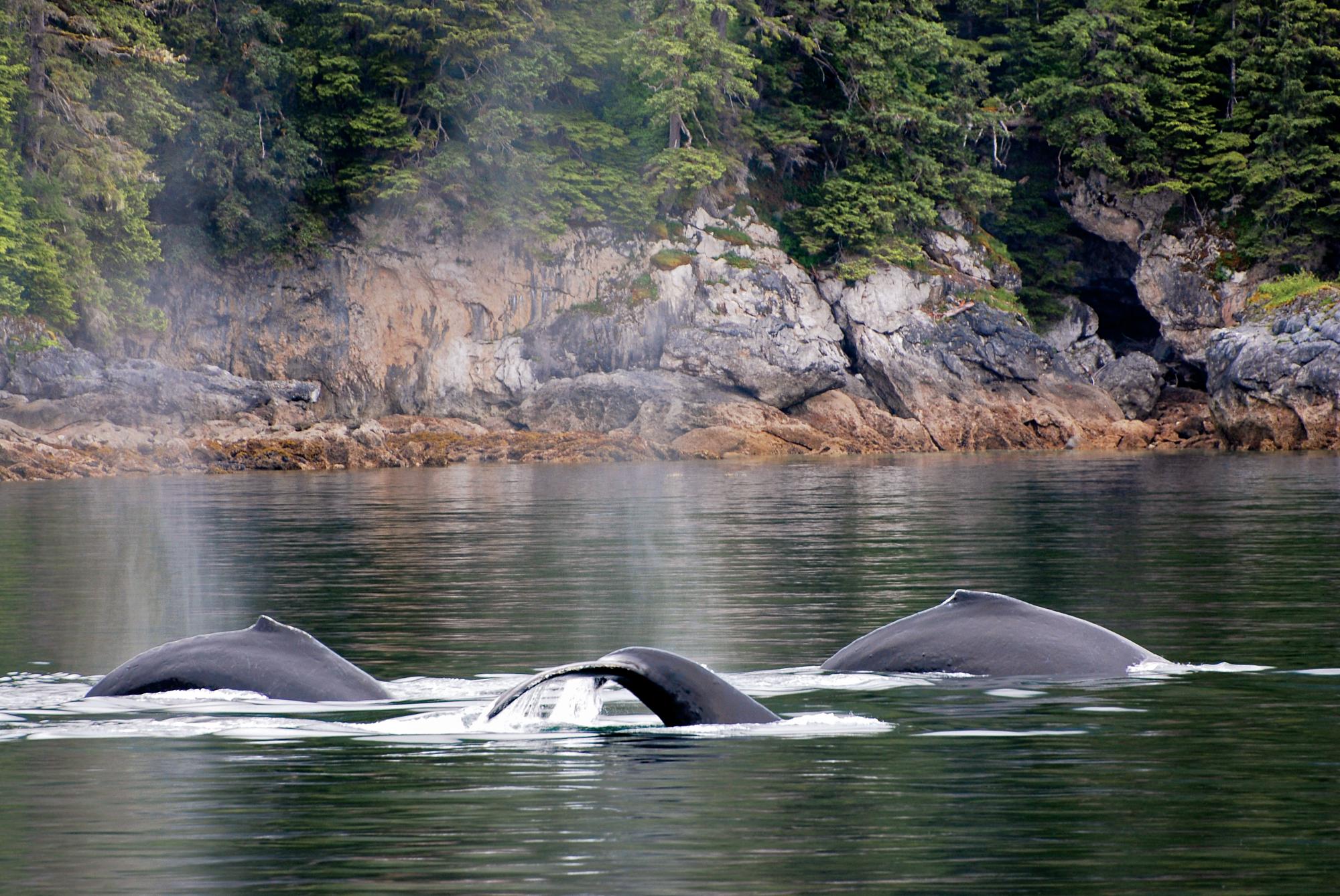 Witness the awe-inspiring humpback whales in Alaska's pristine waters | North America, Alaska, humpback whales | FRASER