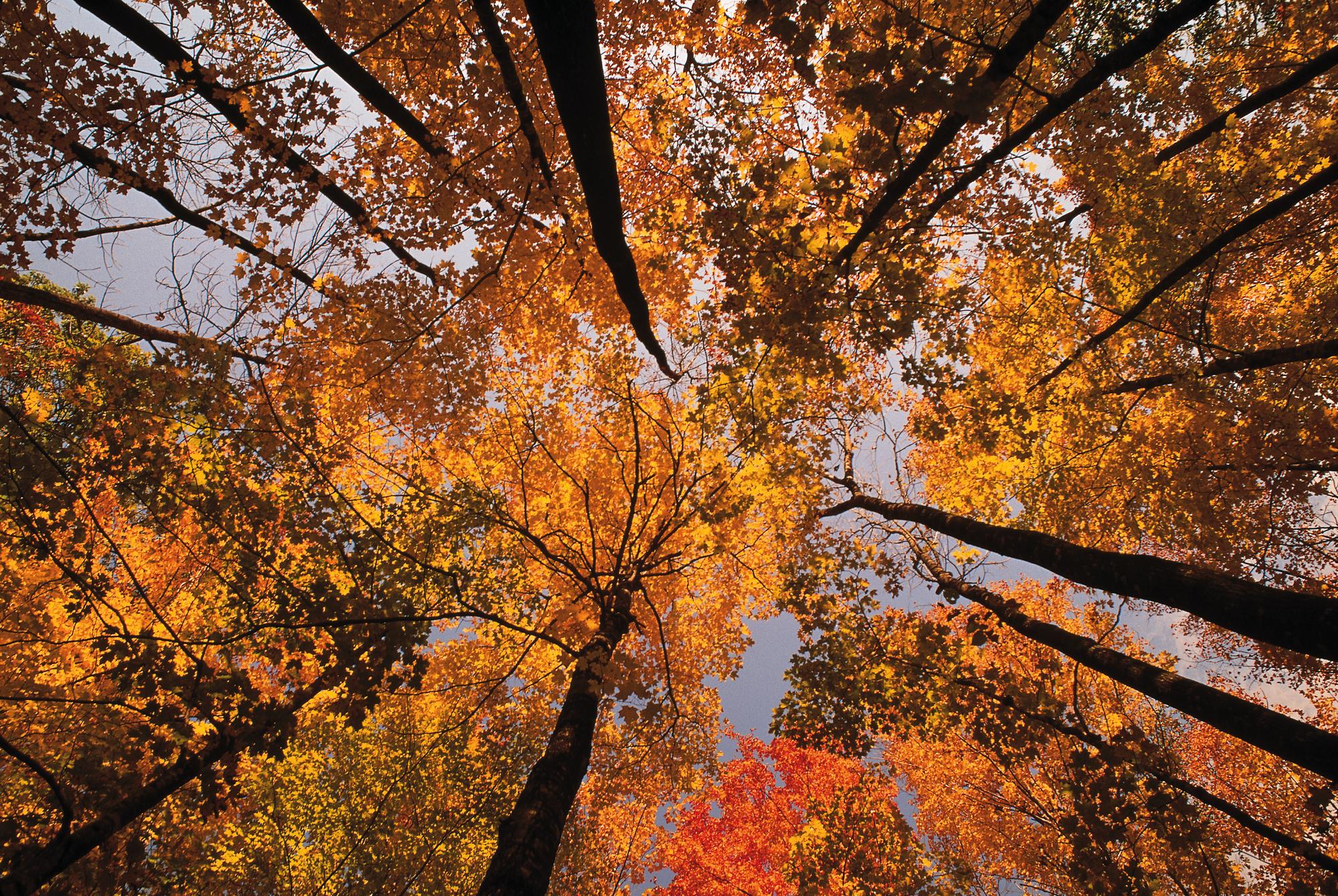 Autumn forest with vibrant yellow leaves in New England | New England, North America, autumn, forest, yellow leaves | FRASER