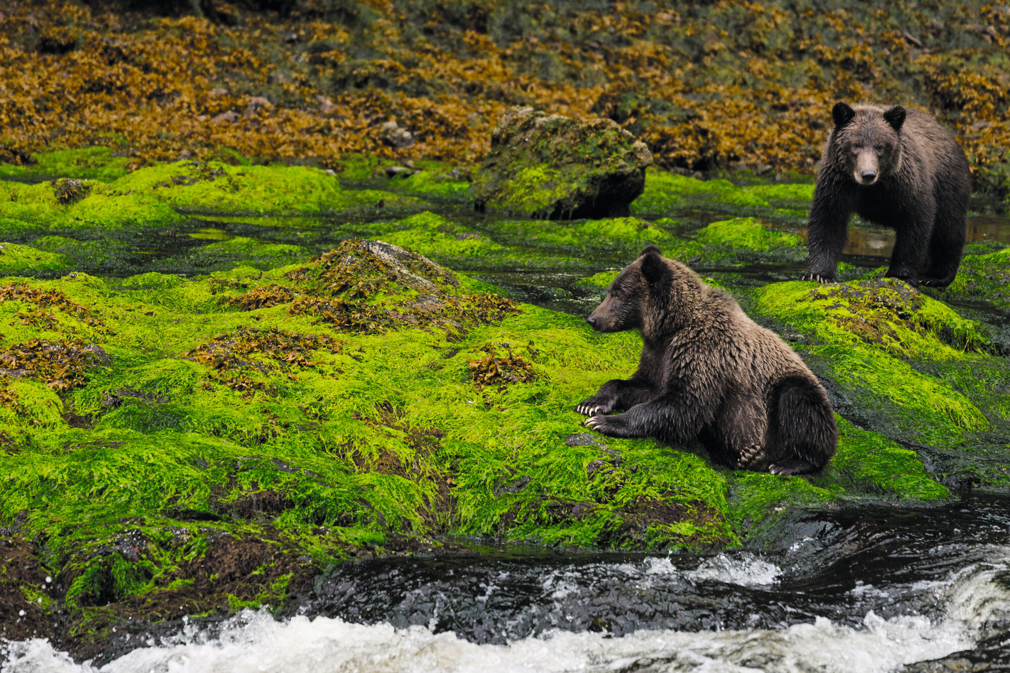 North American Wilderness: Explore the untamed beauty of bears in their natural habitat | North America, bears, wilderness | FRASER