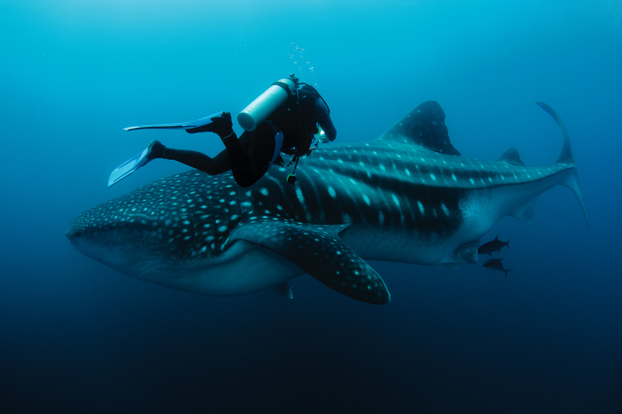 Discover the majesty of North America's whale sharks | North America, whale shark | FRASER