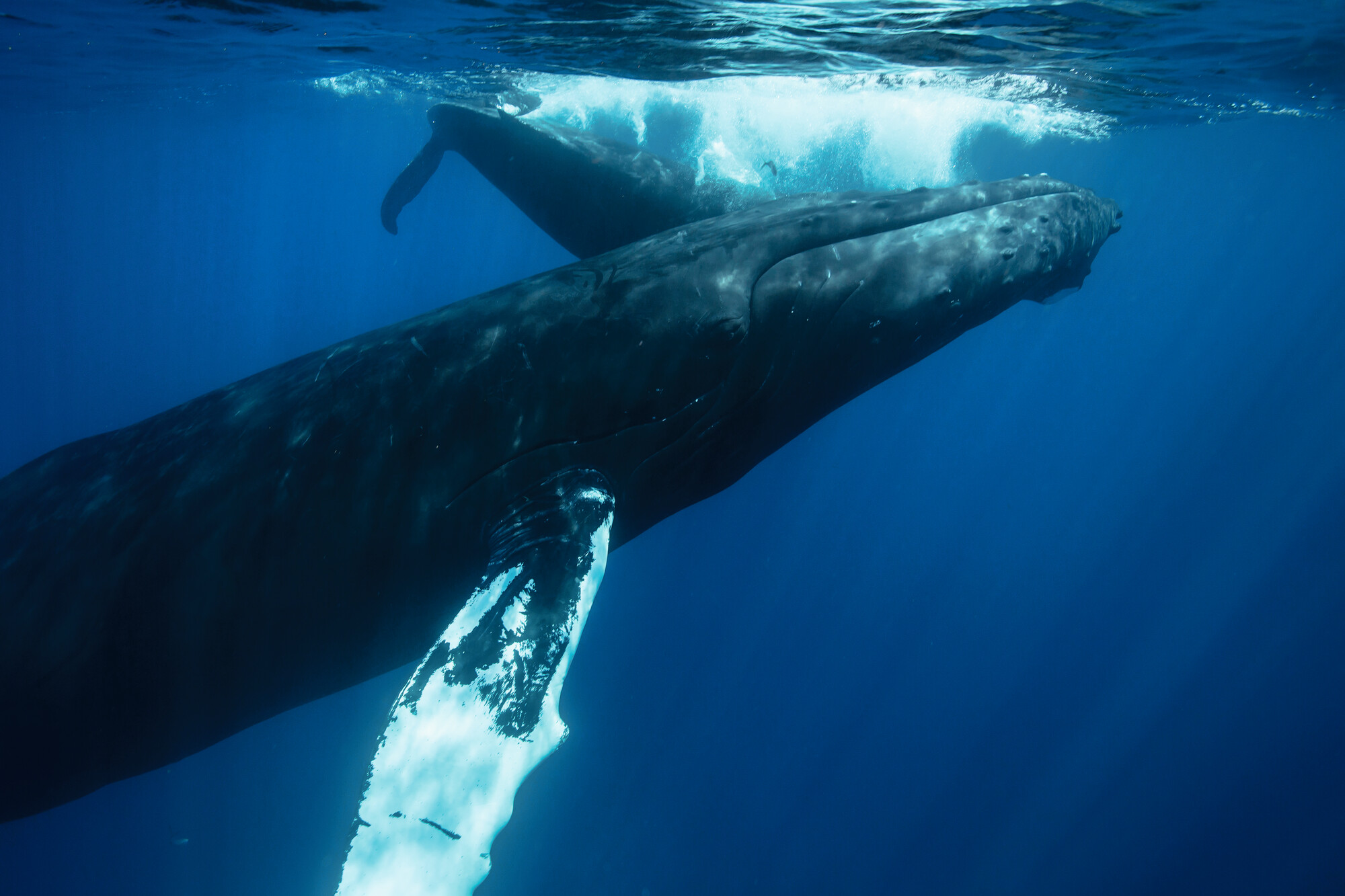 Embark on an unforgettable whale-watching adventure in Northern Europe with Fraser Yachts. | Northern Europe, whales, yacht charter | Fraser