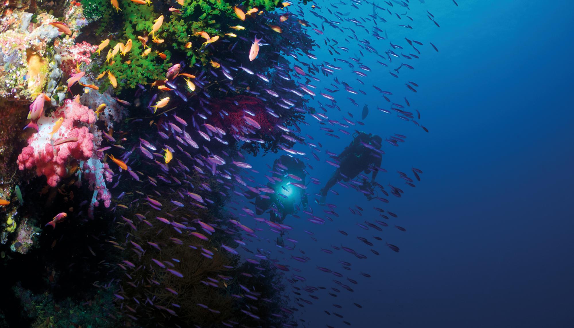 Explore the vibrant underwater world of Fiji with Fraser Yachts. | South Pacific, Fiji, diving, yacht charter | Fraser