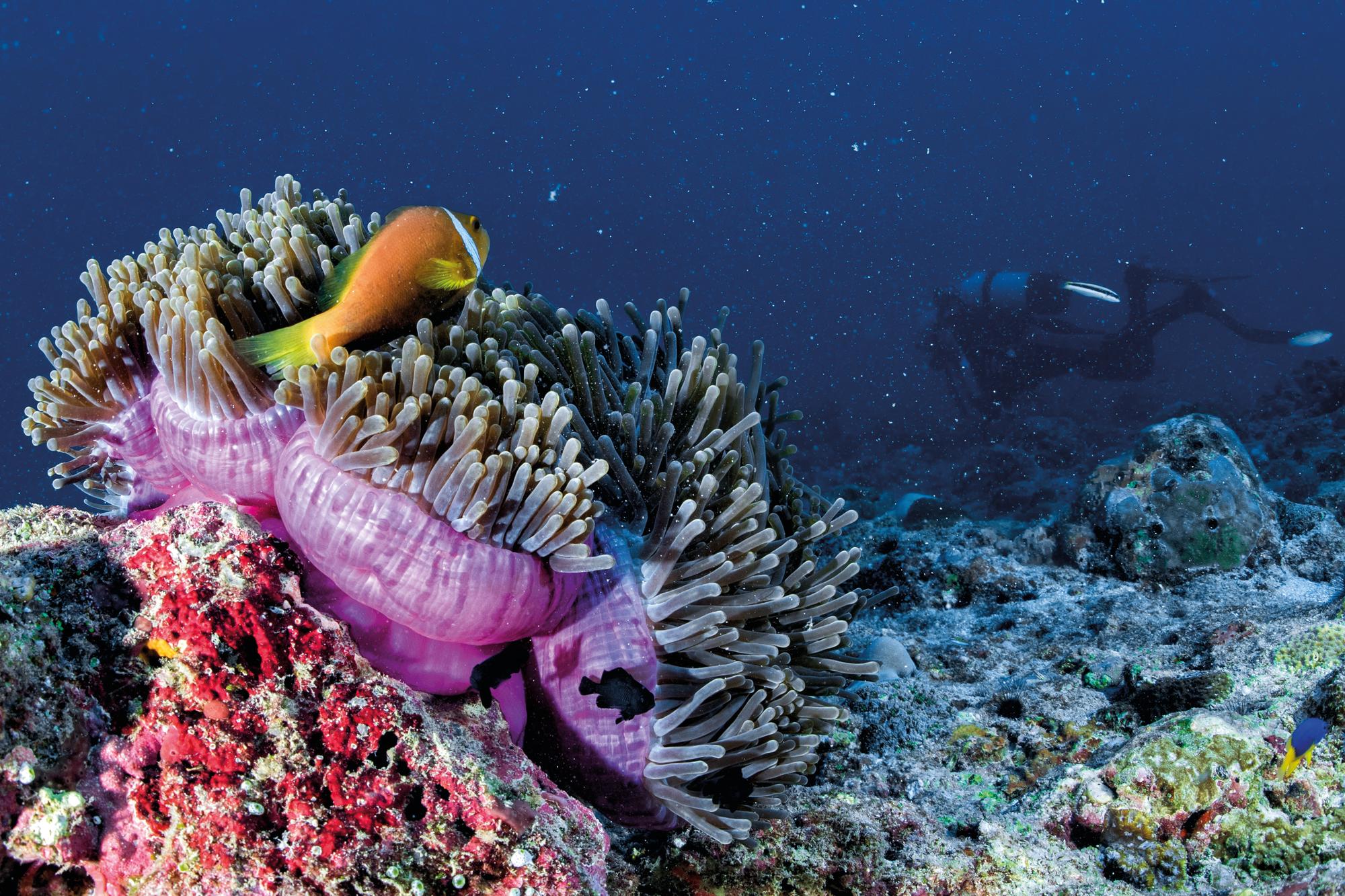 Experience exhilarating diving adventures in Misool, Indonesia, and the stunning beauty of Bali in Southeast Asia with Fraser Yachts. | Southeast Asia, Bali, Misool, Indonesia, diving, yacht charter | Fraser