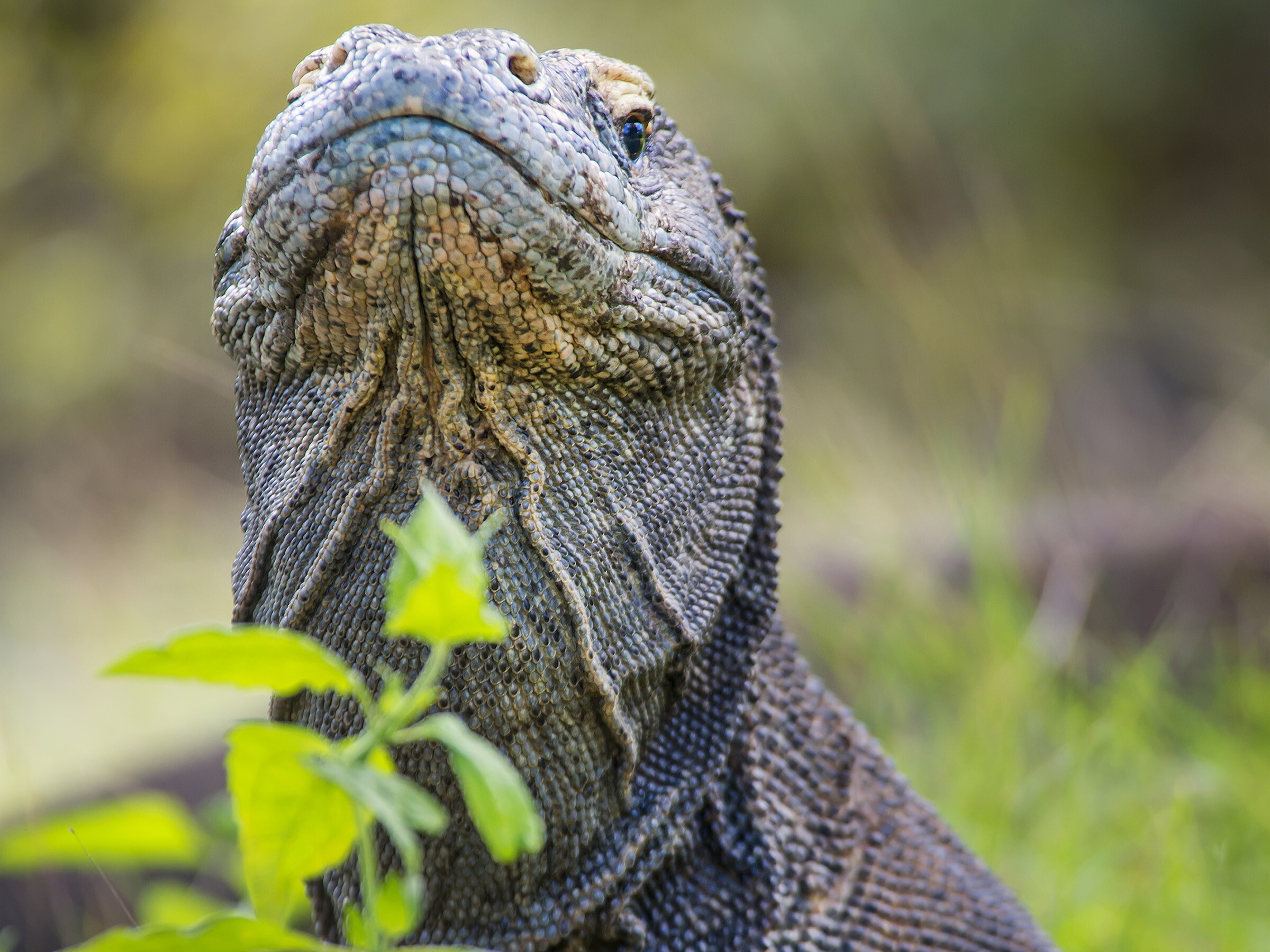 Indonesia_Komodo_iStock_24616585_cropped HR-MhwVVAtx.jpg