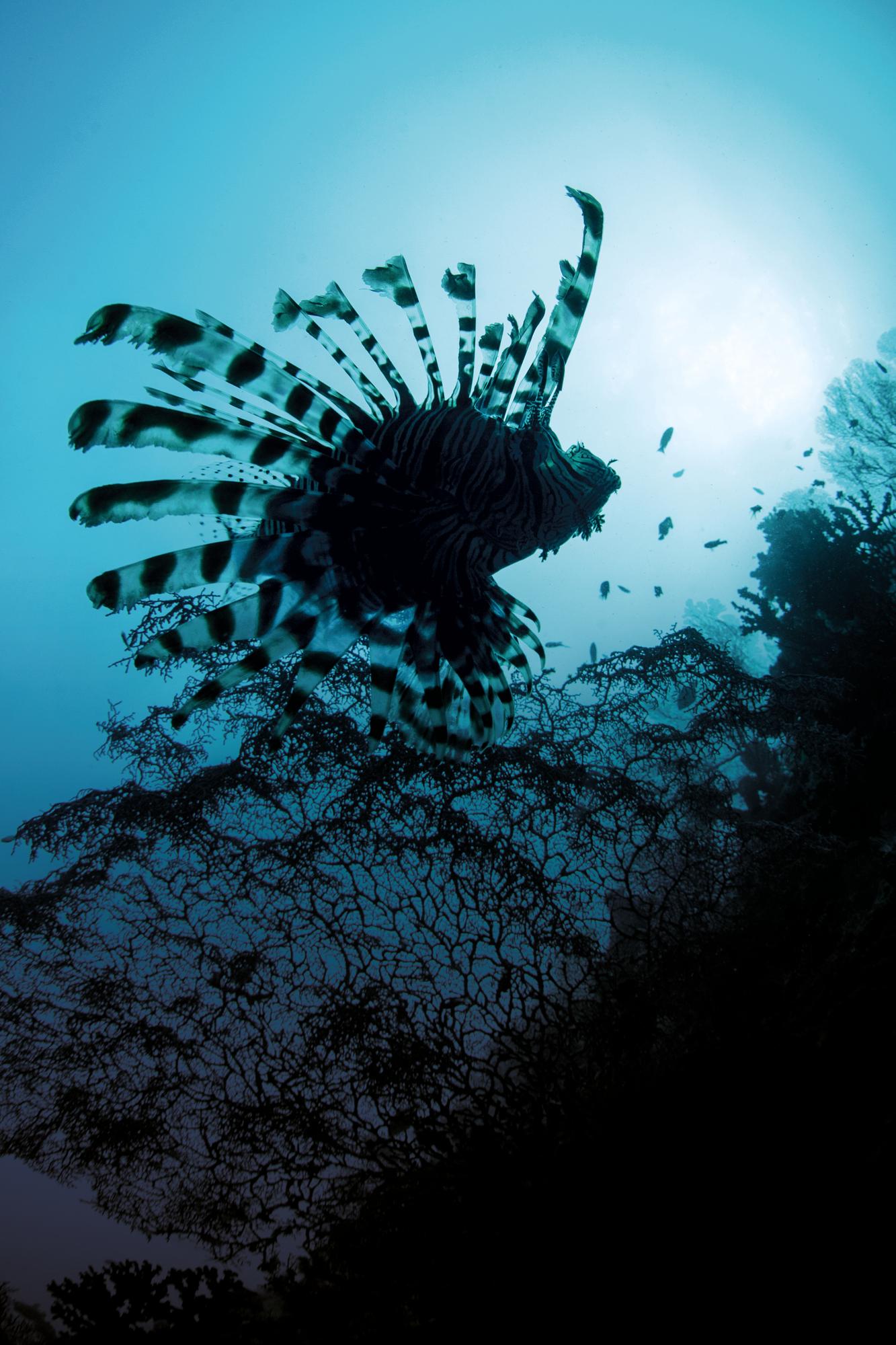 Explore the vibrant underwater world and encounter lionfish in Misool, Indonesia, with Fraser Yachts. | Southeast Asia, Indonesia, Misool, lionfish, yacht charter | Fraser