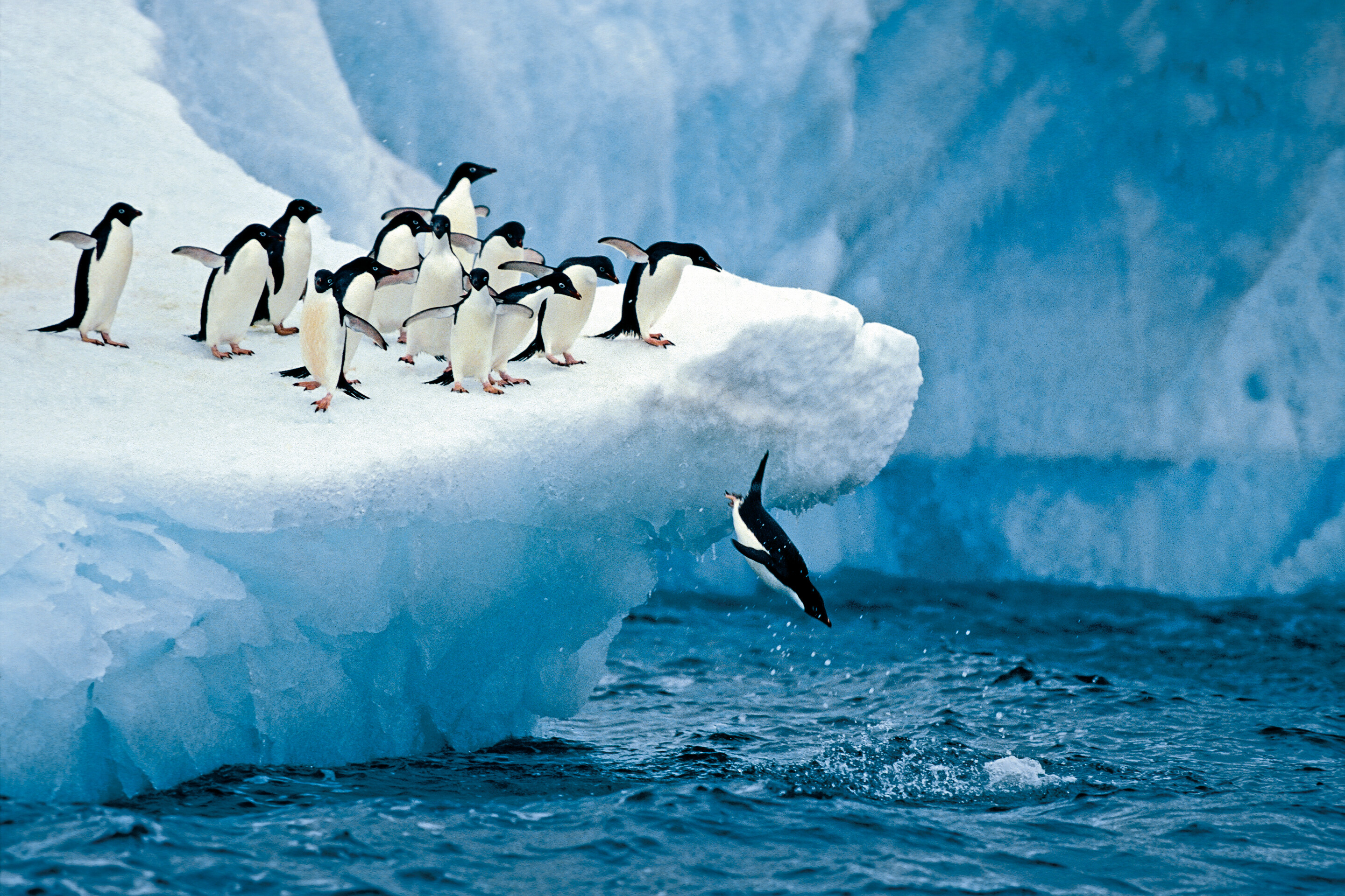 Antarctica_penguins_iStock_11509776_rgb_HR-KGBXmz0Z.jpg