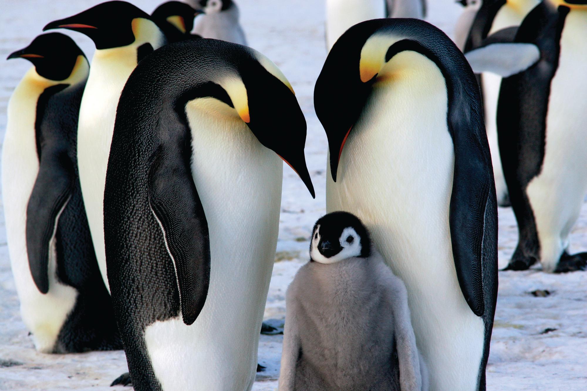 Encounter the majestic Emperor Penguin family in the remote reaches of Antarctica with Fraser Yachts. | Off the beaten track, Antarctica, Emperor Penguin family, yacht charter | Fraser