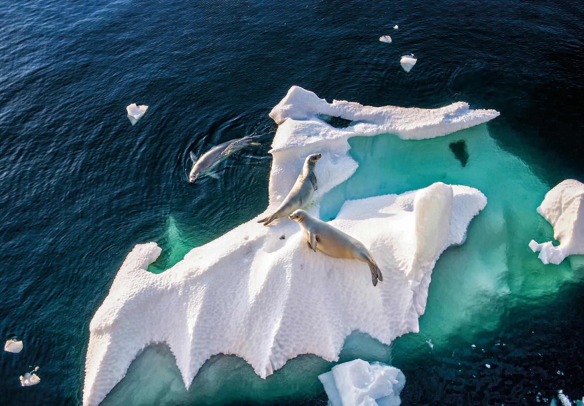 Encounter the serene beauty of seals in the remote wilderness of Antarctica with Fraser Yachts. | Off the beaten track, Antarctica, seals, yacht charter | Fraser