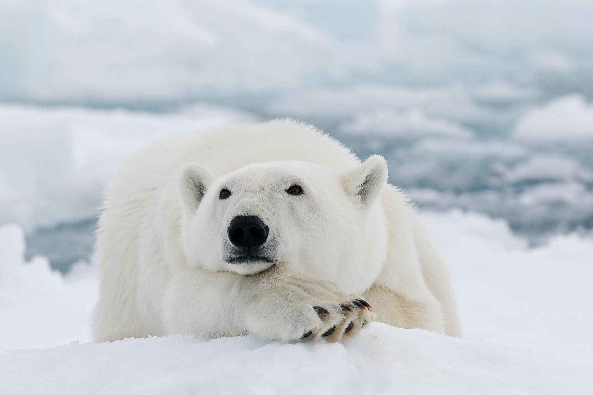 Embark on an unforgettable adventure to witness the awe-inspiring polar bears in Svalbard with Fraser Yachts. | Off the beaten track, polar bear, Svalbard, yacht charter | Fraser