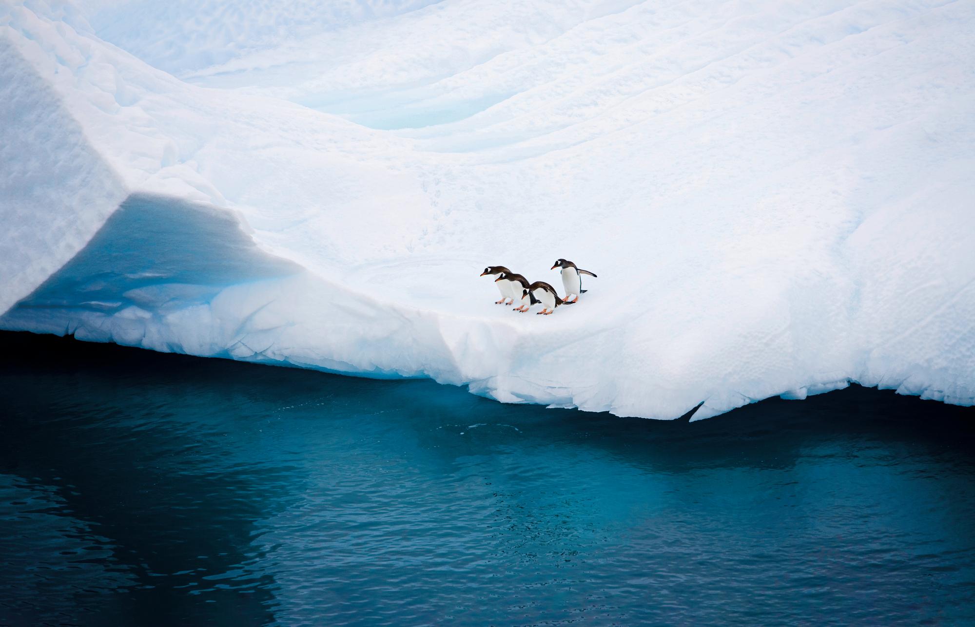 Encounter the fascinating penguins of Antarctica with Fraser Yachts. | Off the beaten track, Antarctica, penguins, yacht charter | Fraser