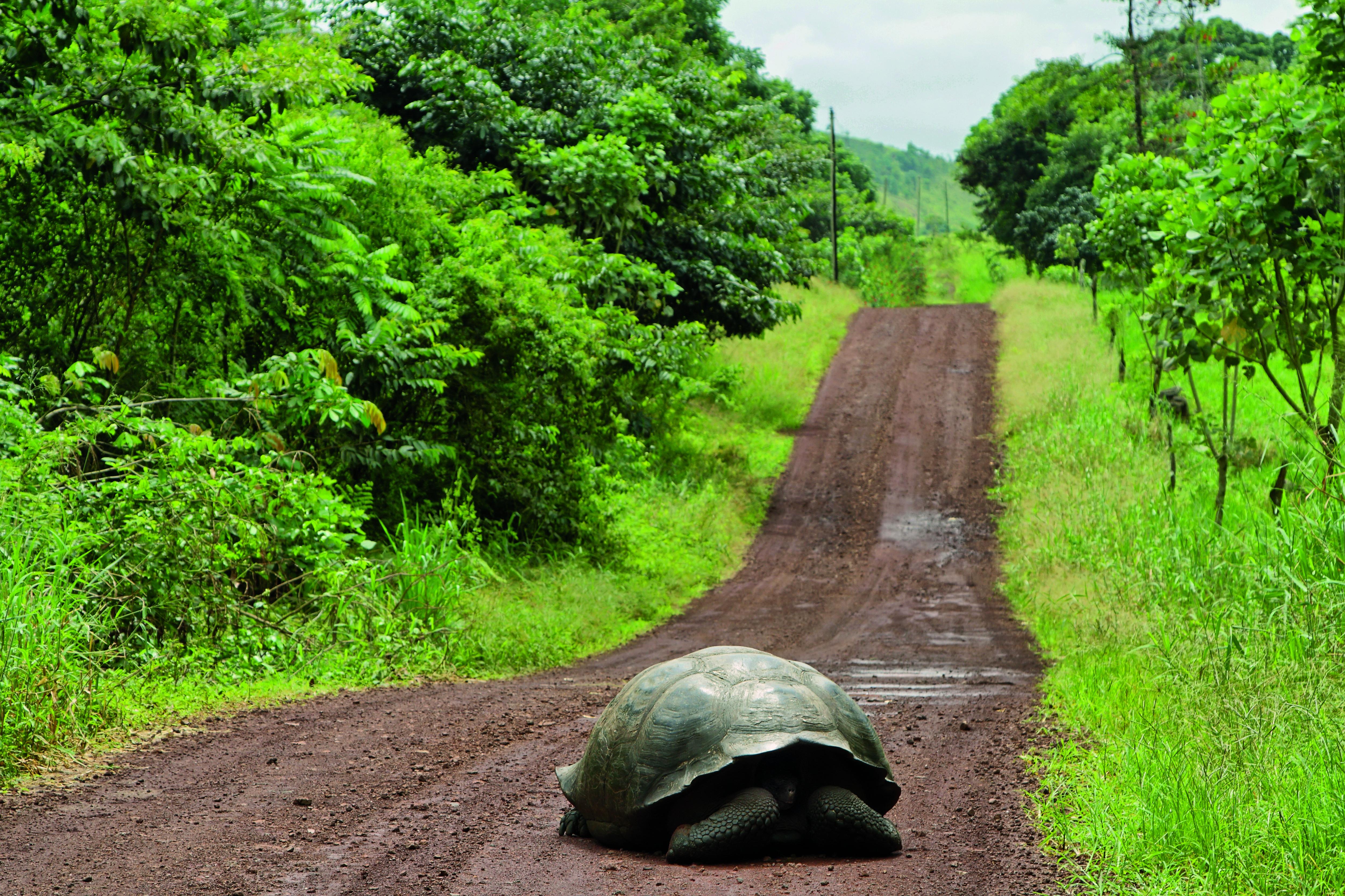 Galapagos_SantaCruz_Giant_Tortoise_iStock_000044277530_HR-osGy9KzB.jpg