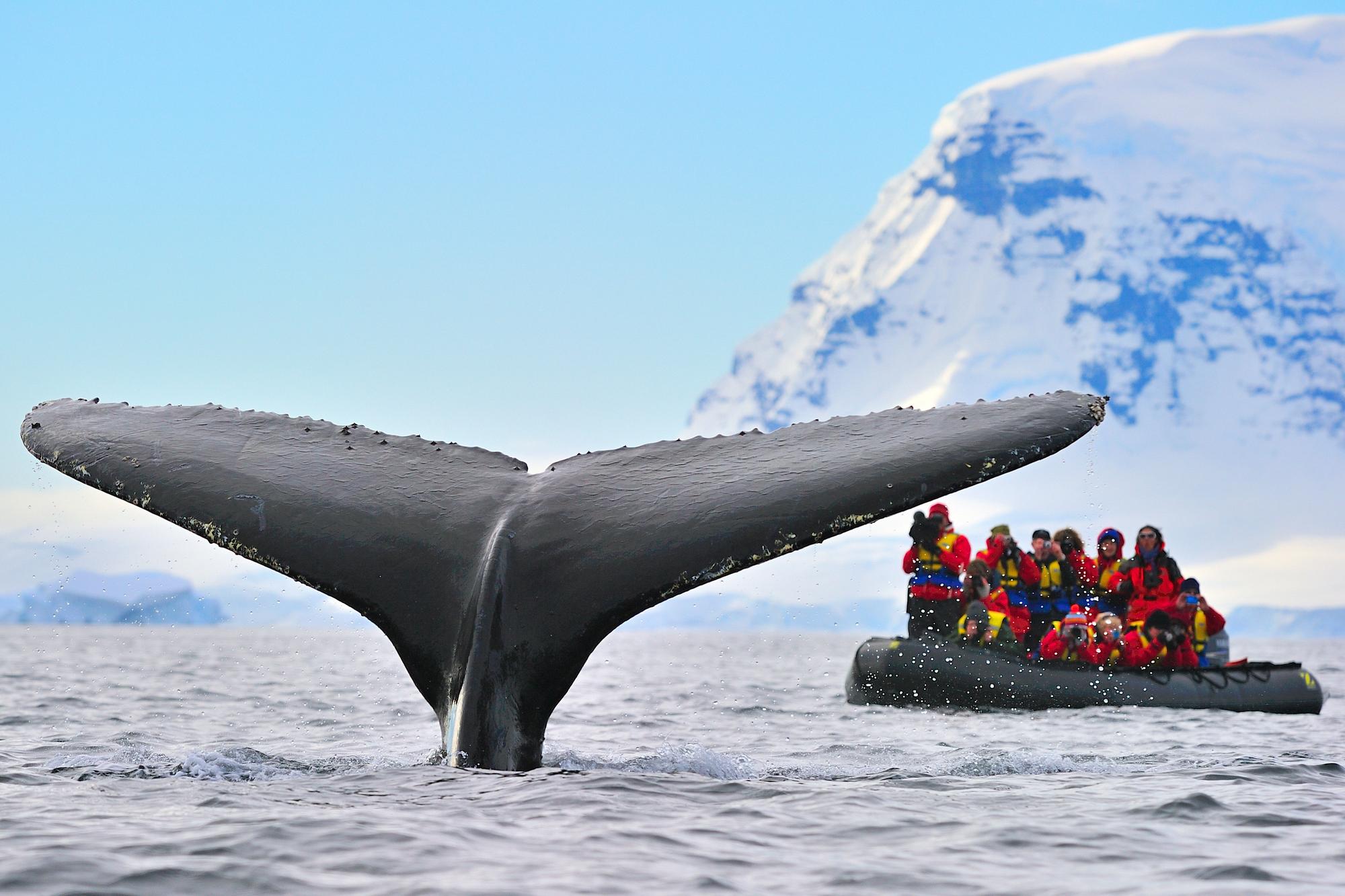 See a whale making a splash in the vast Antarctic waters, showcasing incredible wildlife | Pelagic, splash, wildlife | Fraser