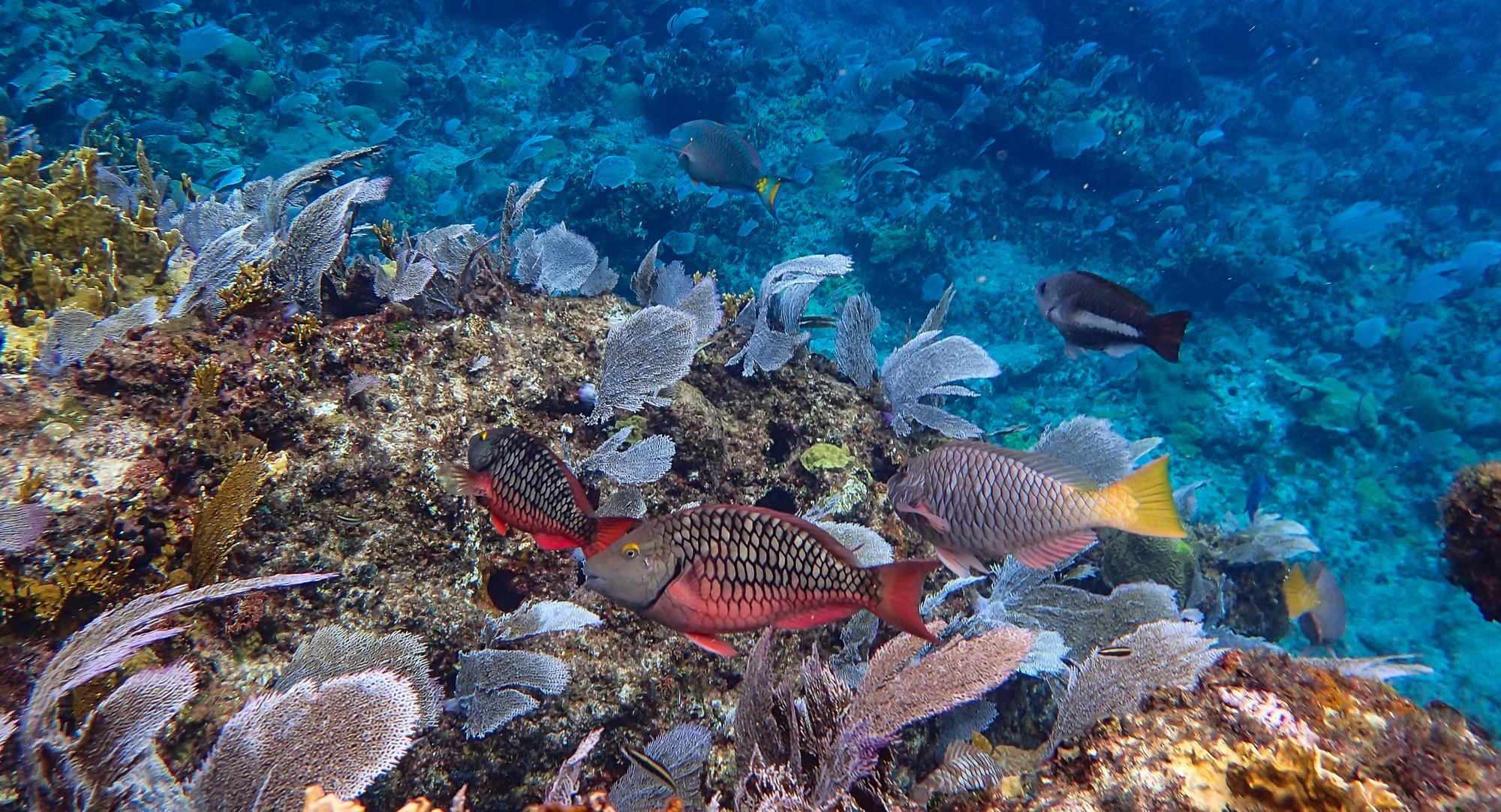 Watch a parrotfish snacking on coral while scuba diving in the clear blue waters of Abacos, Bahamas | Parrotfish, coral, clear blue waters, scuba, Abacos | FRASER