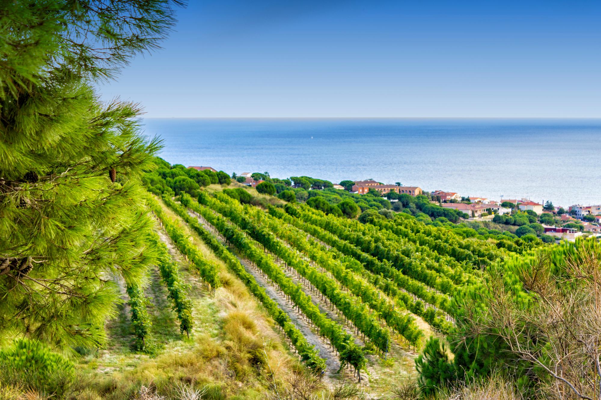 Experience the charm of Alella vineyards in Catalonia, Spain, known for its picturesque summer scenery, thriving grapevines, and rich horticultural heritage | Summer, season, grapevine, horticulture, Alella vineyards, Catalonia, Spain | Fraser