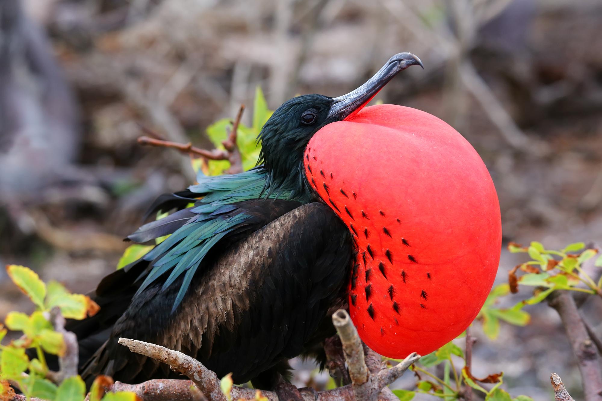 Spot the magnificent Male Great Frigatebird on Genovesa Island in Galapagos National Park, Ecuador | Birdwatching, Great Frigatebird, Genovesa Island, Galapagos National Park, Ecuador | Fraser