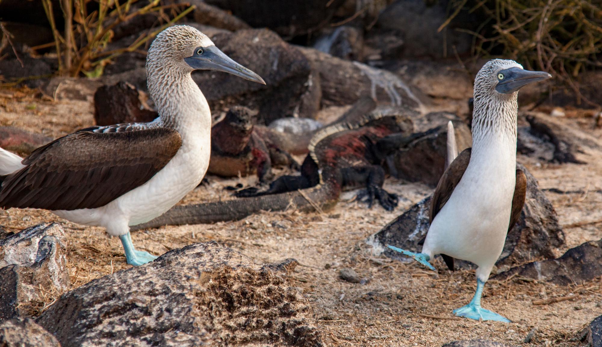 Discover the unique Blue-footed Booby at Punta Suarez in Galapagos Islands, showcasing nature's colorful wildlife | Blue-footed Booby, Punta Suarez, Nature, Island, Tropical, Wildlife | Fraser 