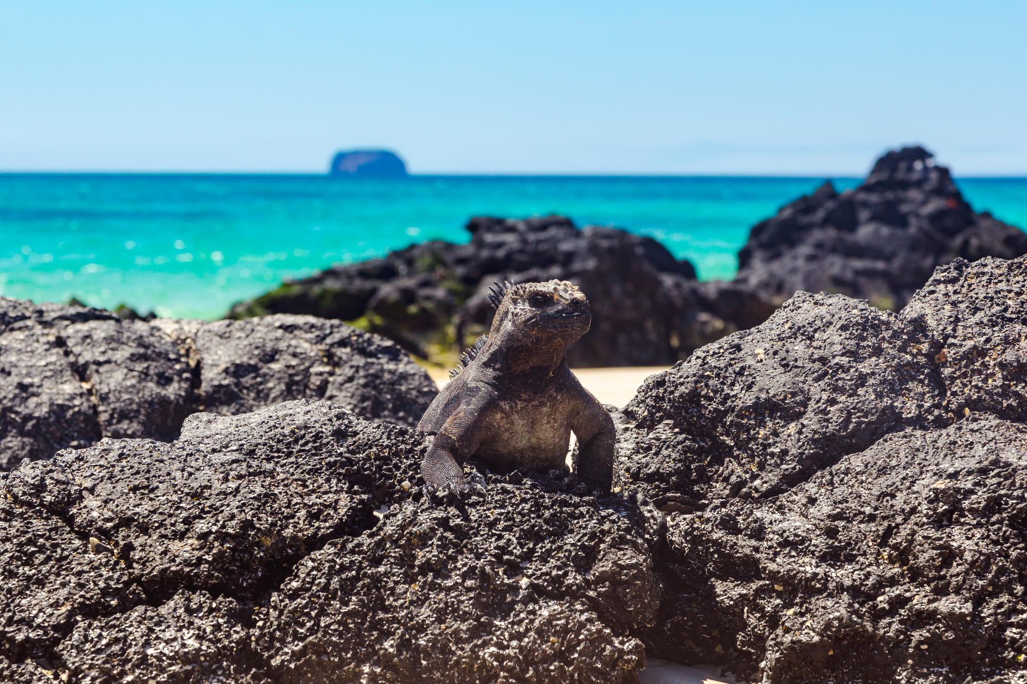 Get a close-up view of the unique iguana species on Isabela Island in the Galapagos, showcasing the fascinating wildlife of this natural paradise | Iguana, Isabela Island, Galapagos, Wildlife, Animal | Fraser