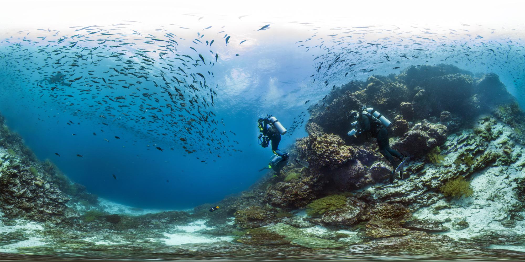 Explore the stunning underwater world of the Galapagos with scuba diving at a beautiful coral reef, surrounded by colorful fish and marine life | Coral Reef, Diver, Fish, Underwater, Galapagos, Scuba | Fraser