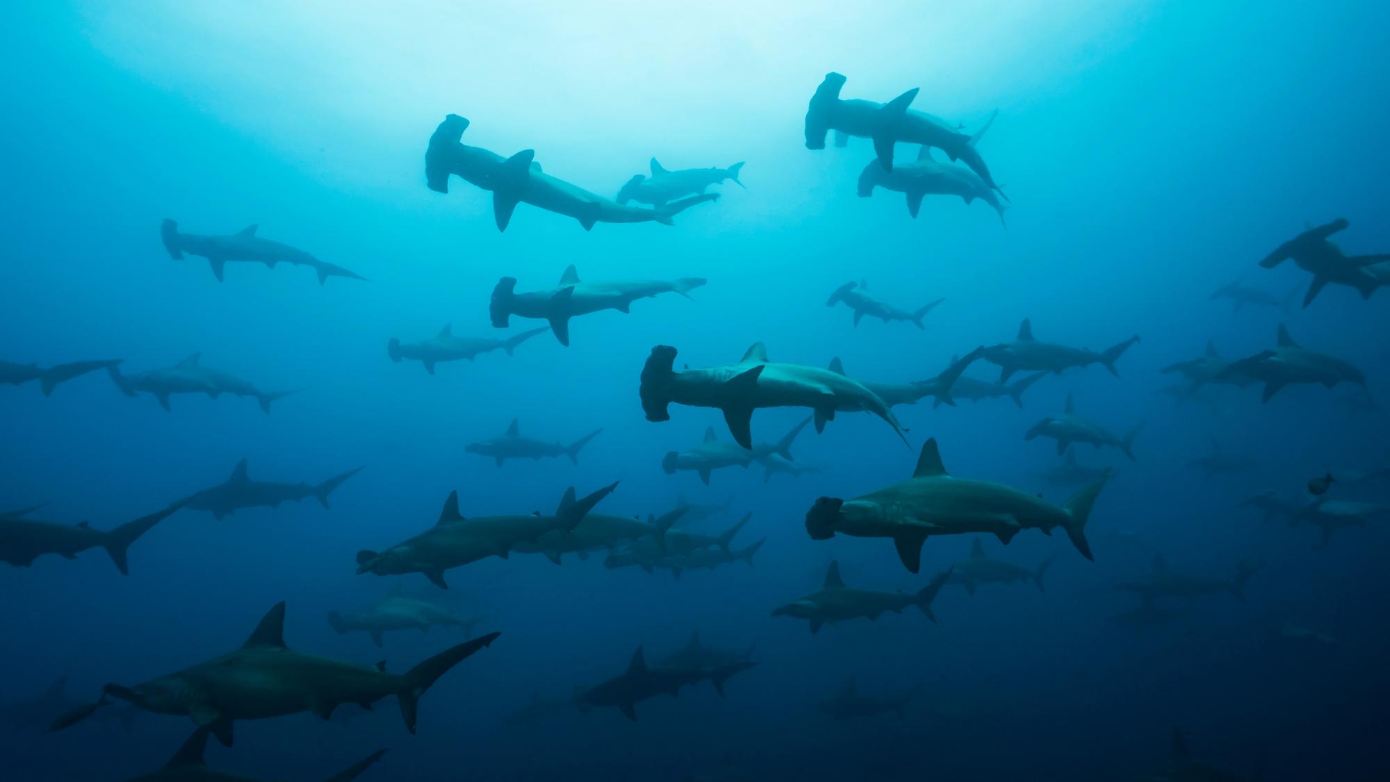 Dive into the Galapagos for a chance to see scalloped hammerhead sharks in their protected offshore habitat, a UNESCO World Heritage site | Scalloped Hammerhead Sharks, Protected, Dive Location, UNESCO World Heritage Site, Galapagos | Fraser