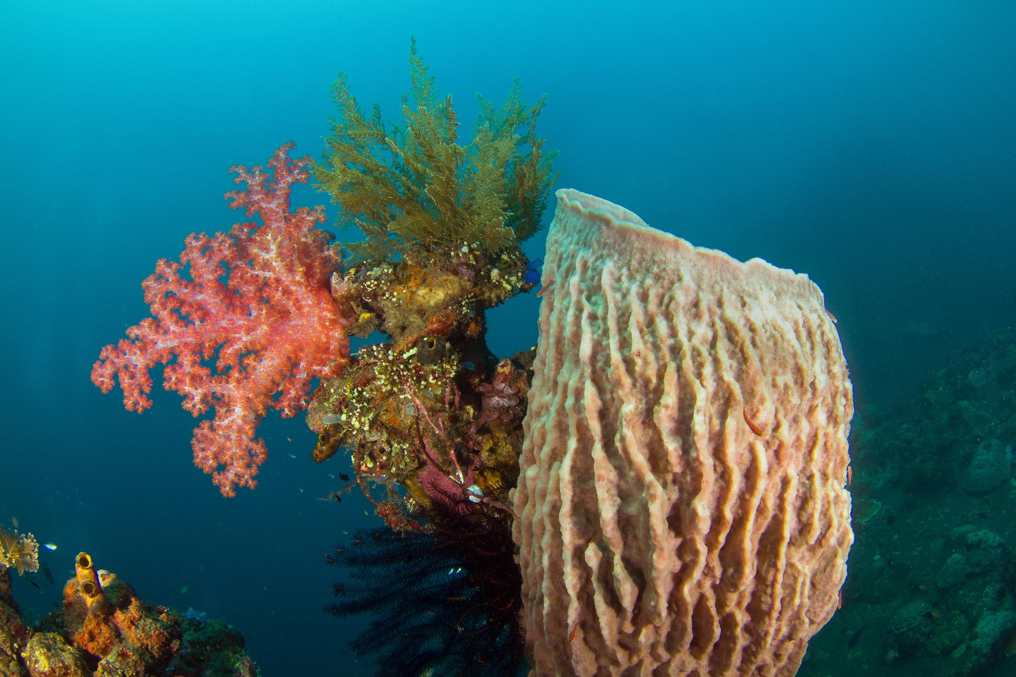 Explore the vibrant aquatic life of the Great Barrier Reef with diverse marine species and deep diving opportunities | Aquatic, deep, diving, diverse | Fraser