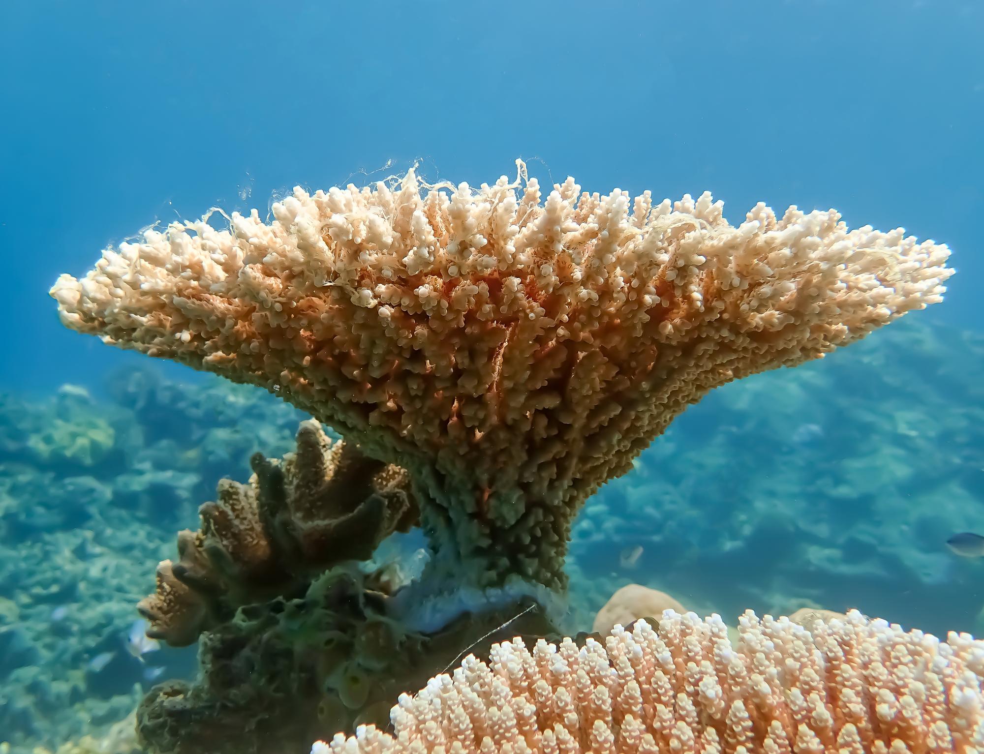 Experience the mesmerizing plate coral of the Great Barrier Reef, highlighting the natural beauty and rich environment of this aquatic paradise | Plate coral, nature, environment | Fraser