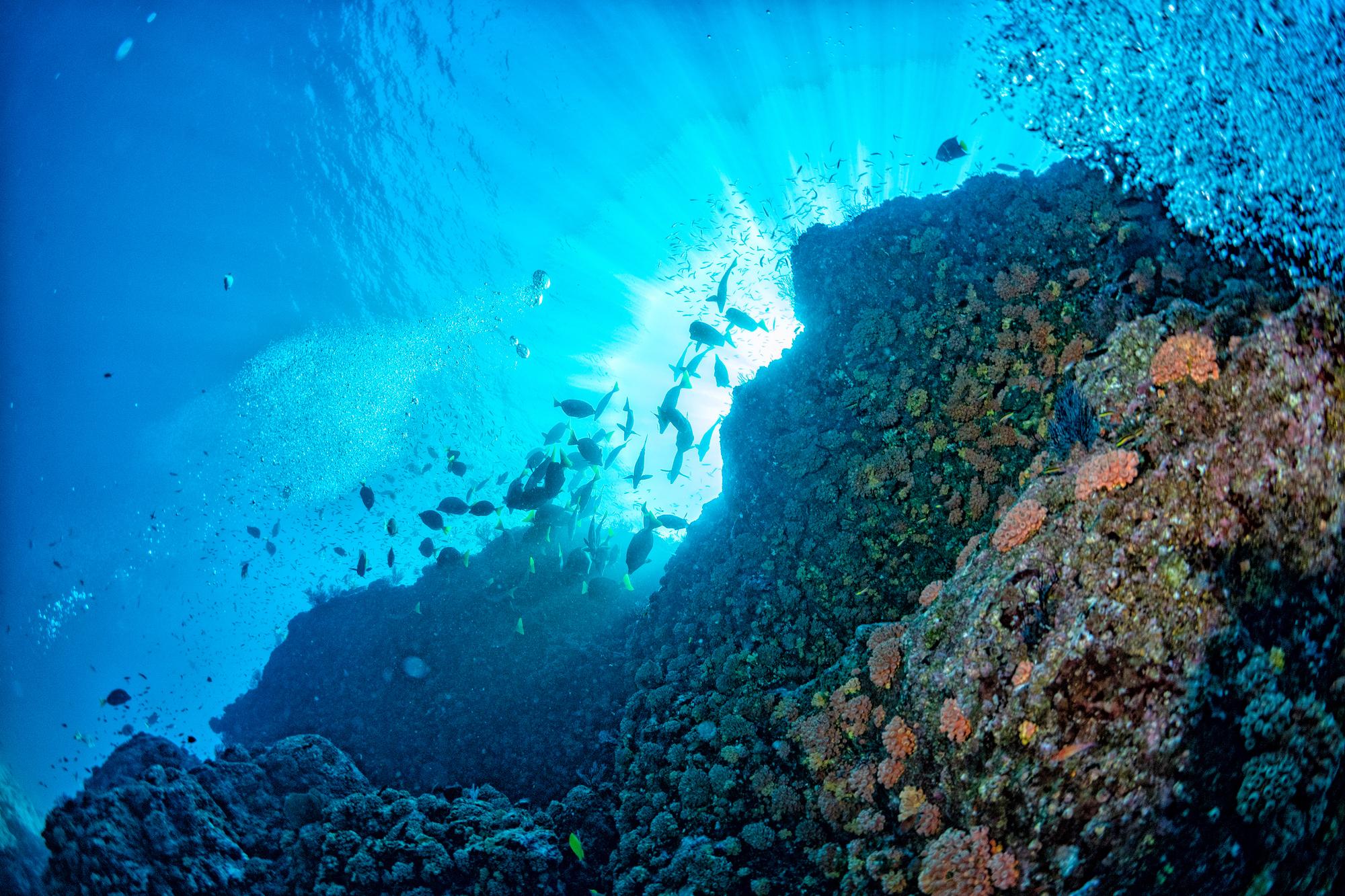 Dive into the Great Barrier Reef's rich ecosystem and discover its diverse marine habitats and breathtaking seascapes | Ecosystem, diving, habitat, seascape | Fraser