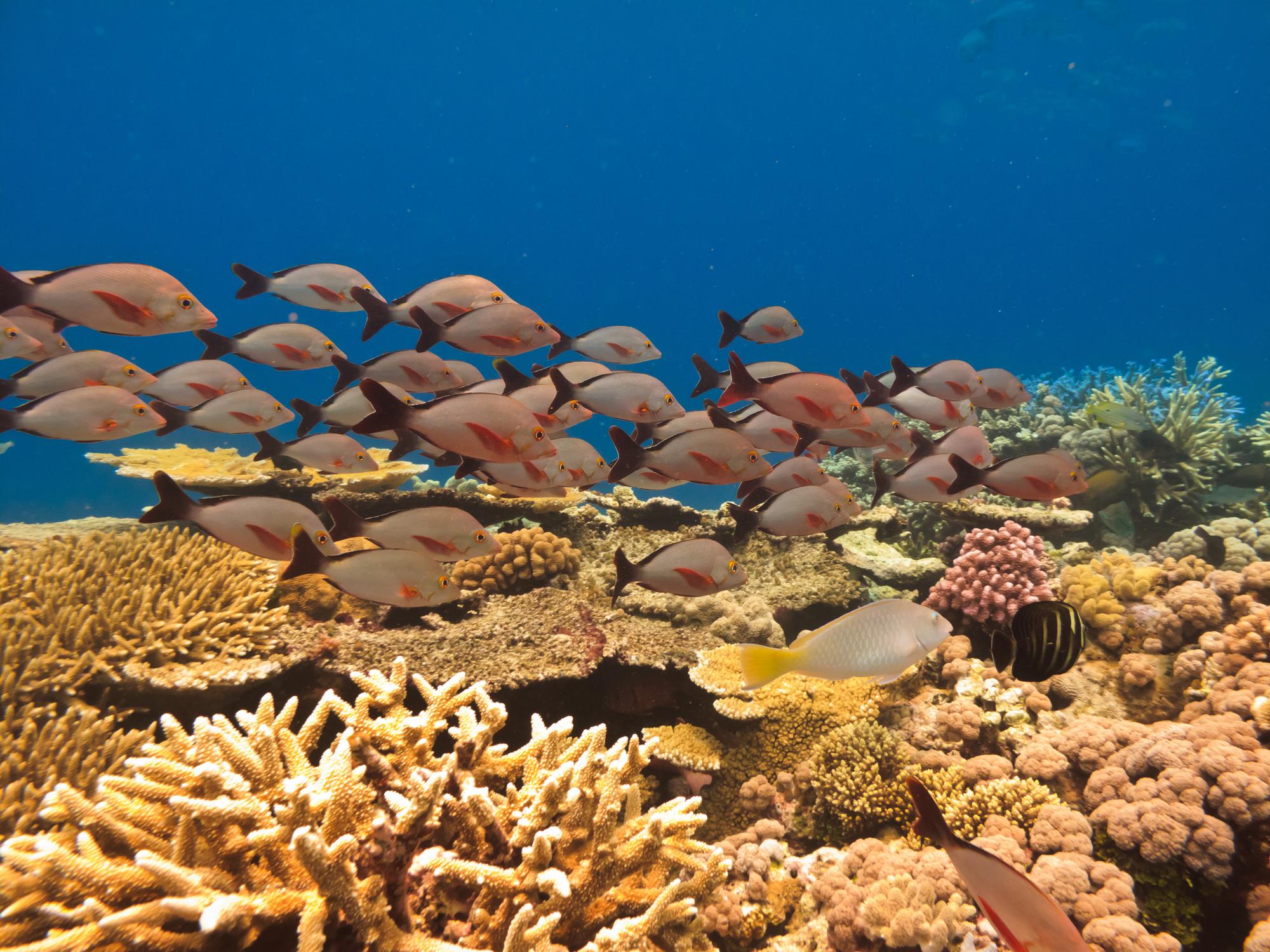 Explore the vibrant underwater world of the Great Barrier Reef with tropical fish and stunning marine life | Fish, tropical, underwater | Fraser