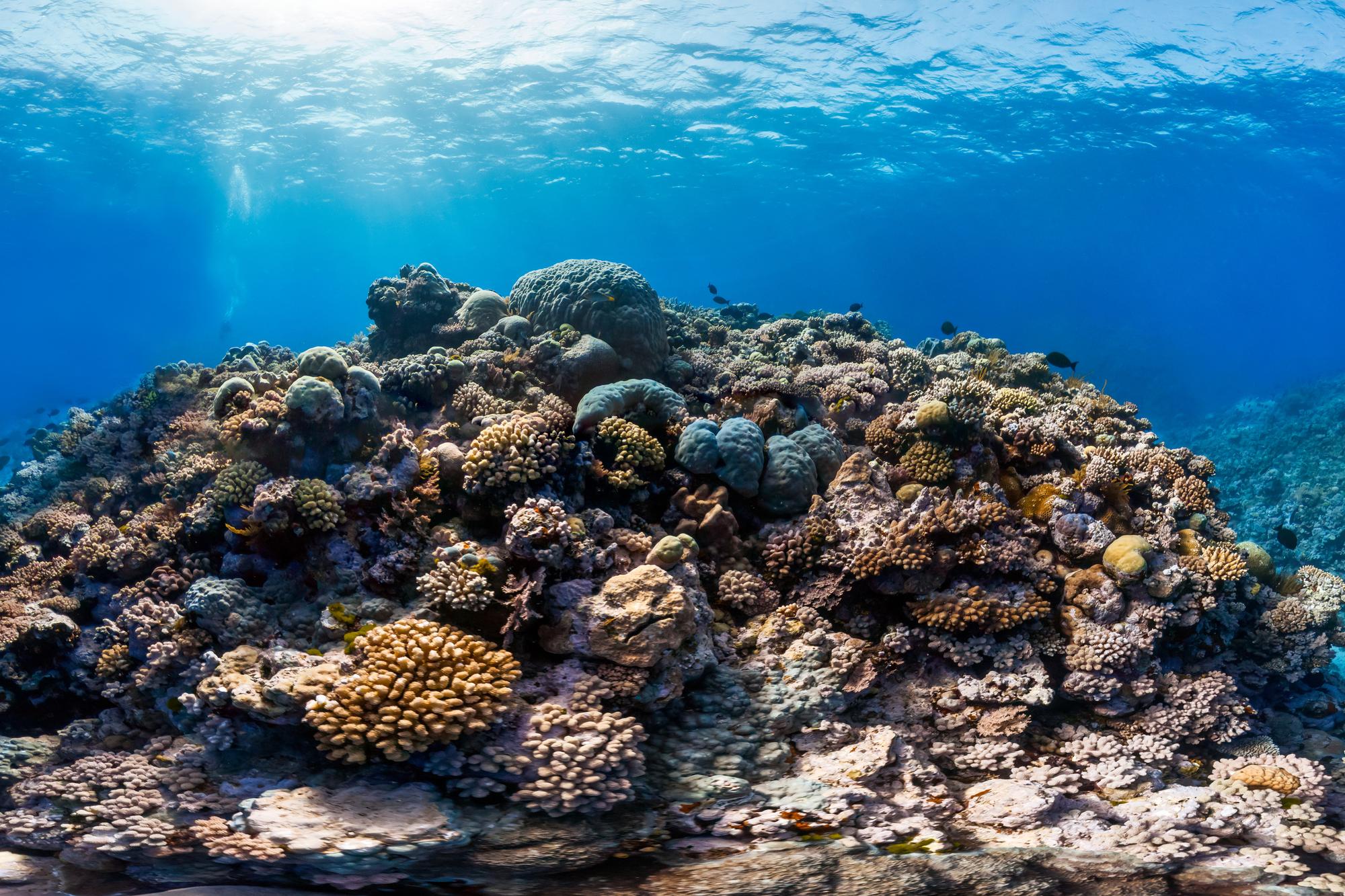 Discover Ribbon Reef’s rich ocean life and natural beauty, perfect for an unforgettable scuba diving experience at the Great Barrier Reef | Ocean life, nature, scuba diving | Fraser